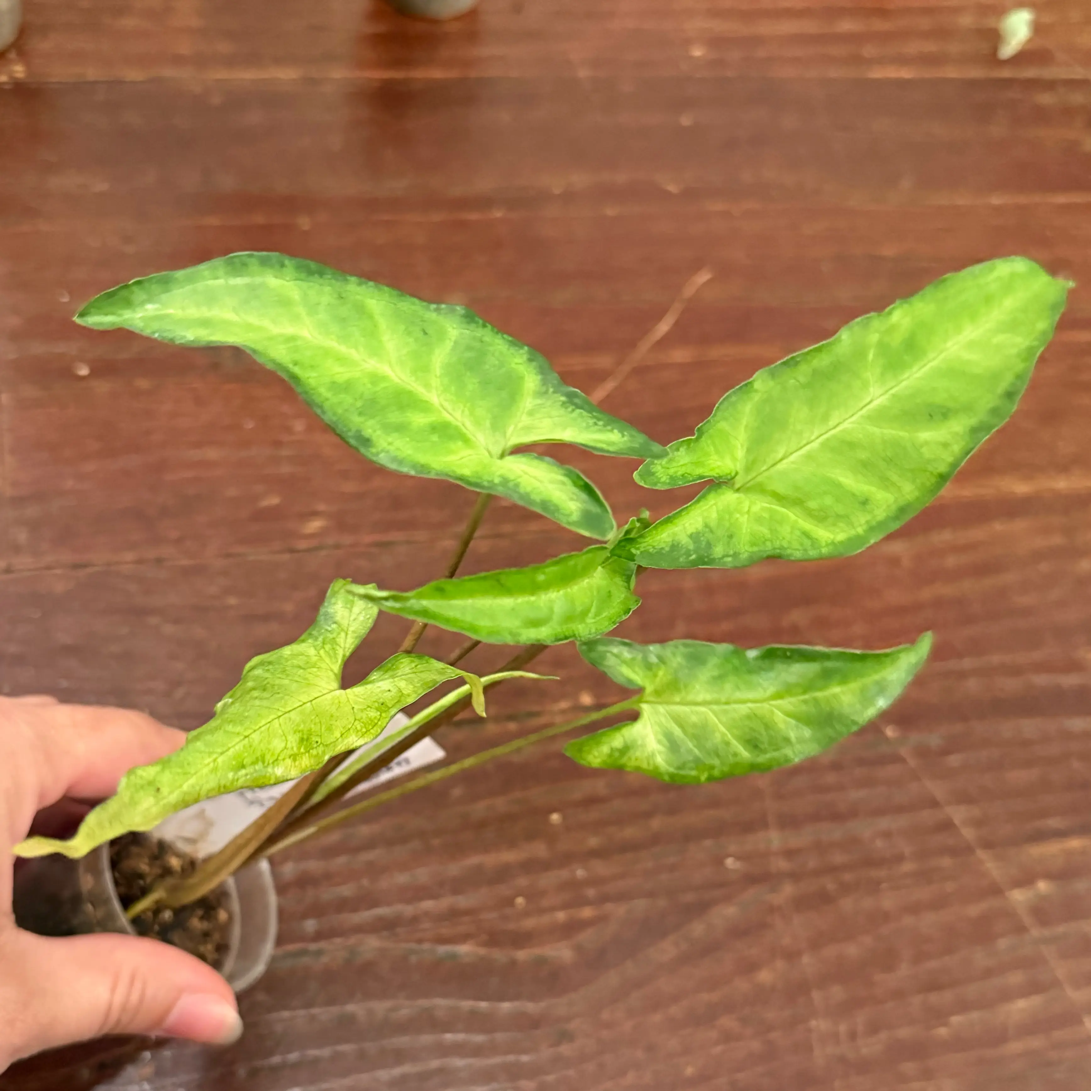 Photo of the plant species Syngonium angustatum by @JackHenrysMom named Jim on Greg, the plant care app