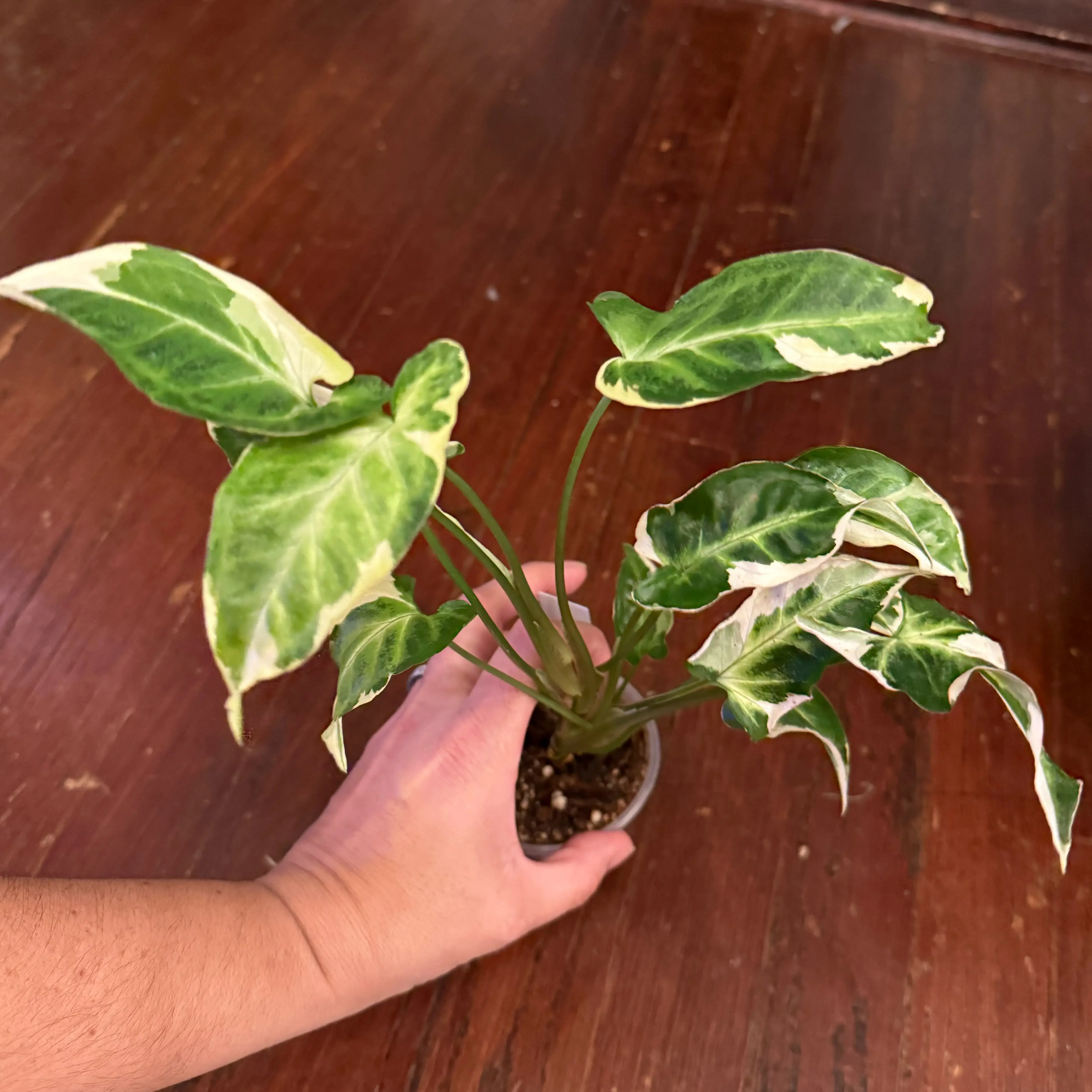 Photo of the plant species Syngonium Dwarf Variegata by @JackHenrysMom named Harrison on Greg, the plant care app