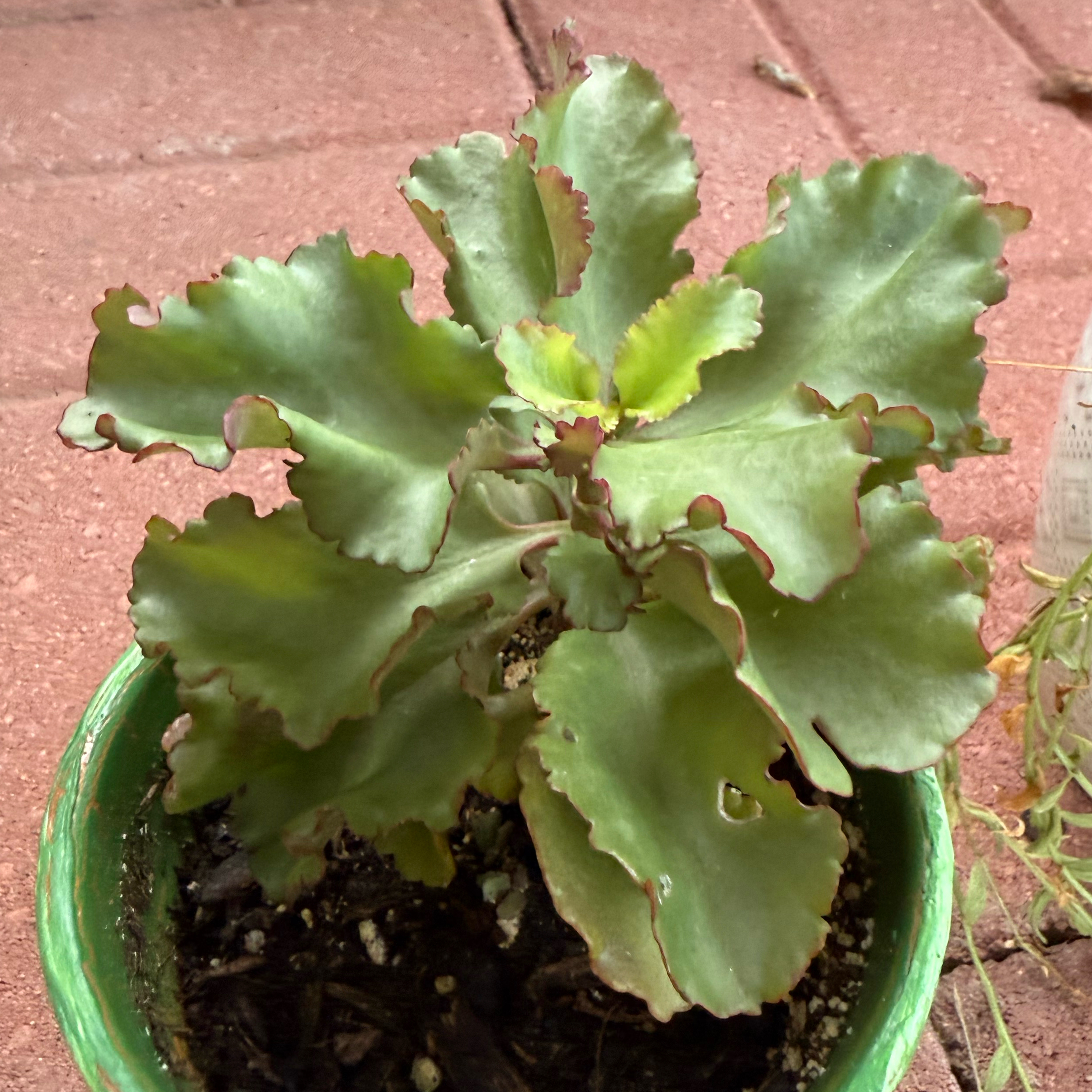 Photo of the plant species Kalanchoe 'Fire Rainbow' by @JackHenrysMom named Callie on Greg, the plant care app