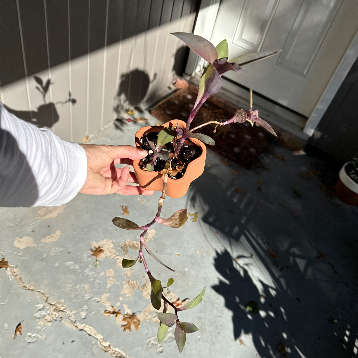 Photo of the plant species Tradescantia 'Green Hill' by @JackHenrysMom named Darius on Greg, the plant care app
