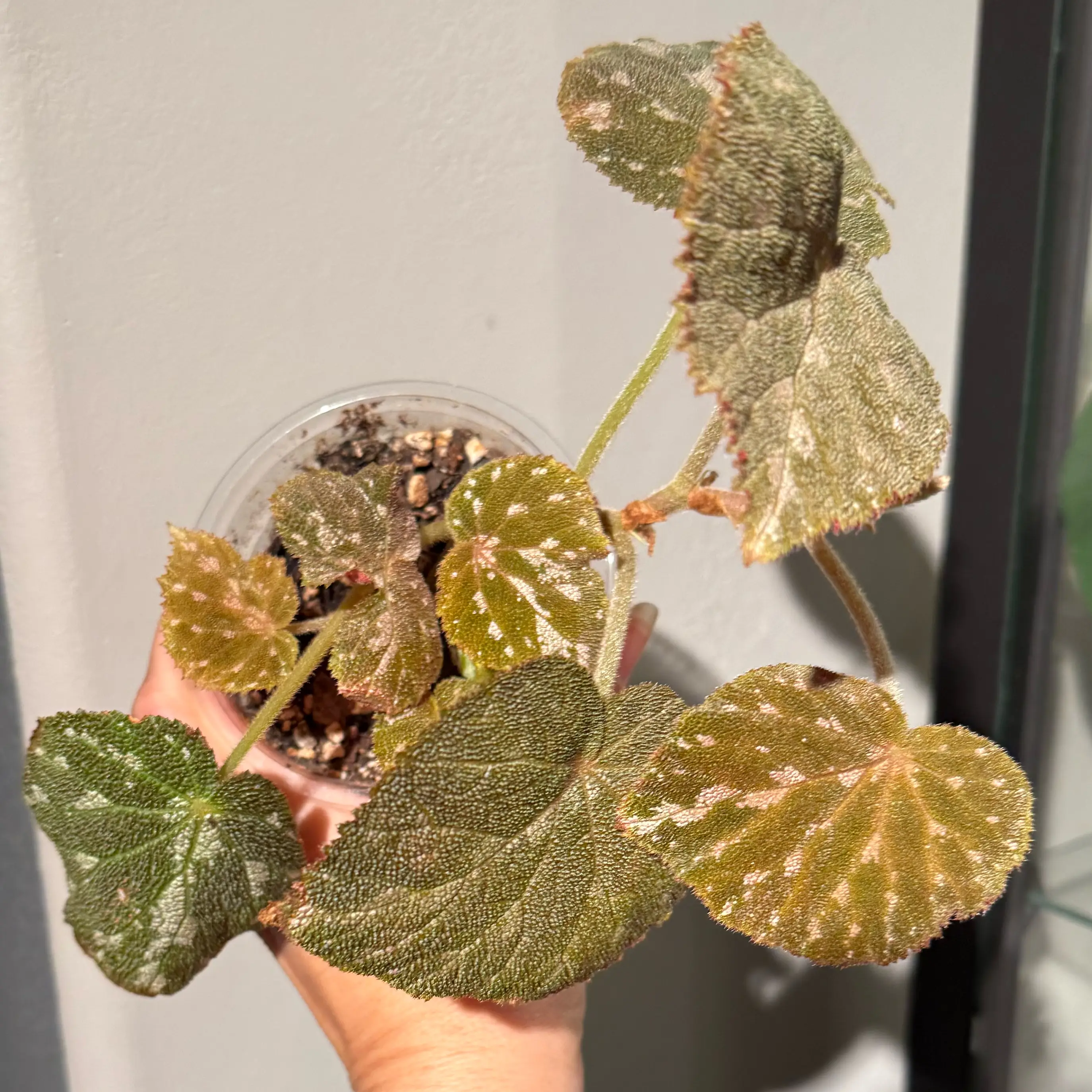 Photo of the plant species Pustulate Begonia by @JackHenrysMom named Dolores on Greg, the plant care app