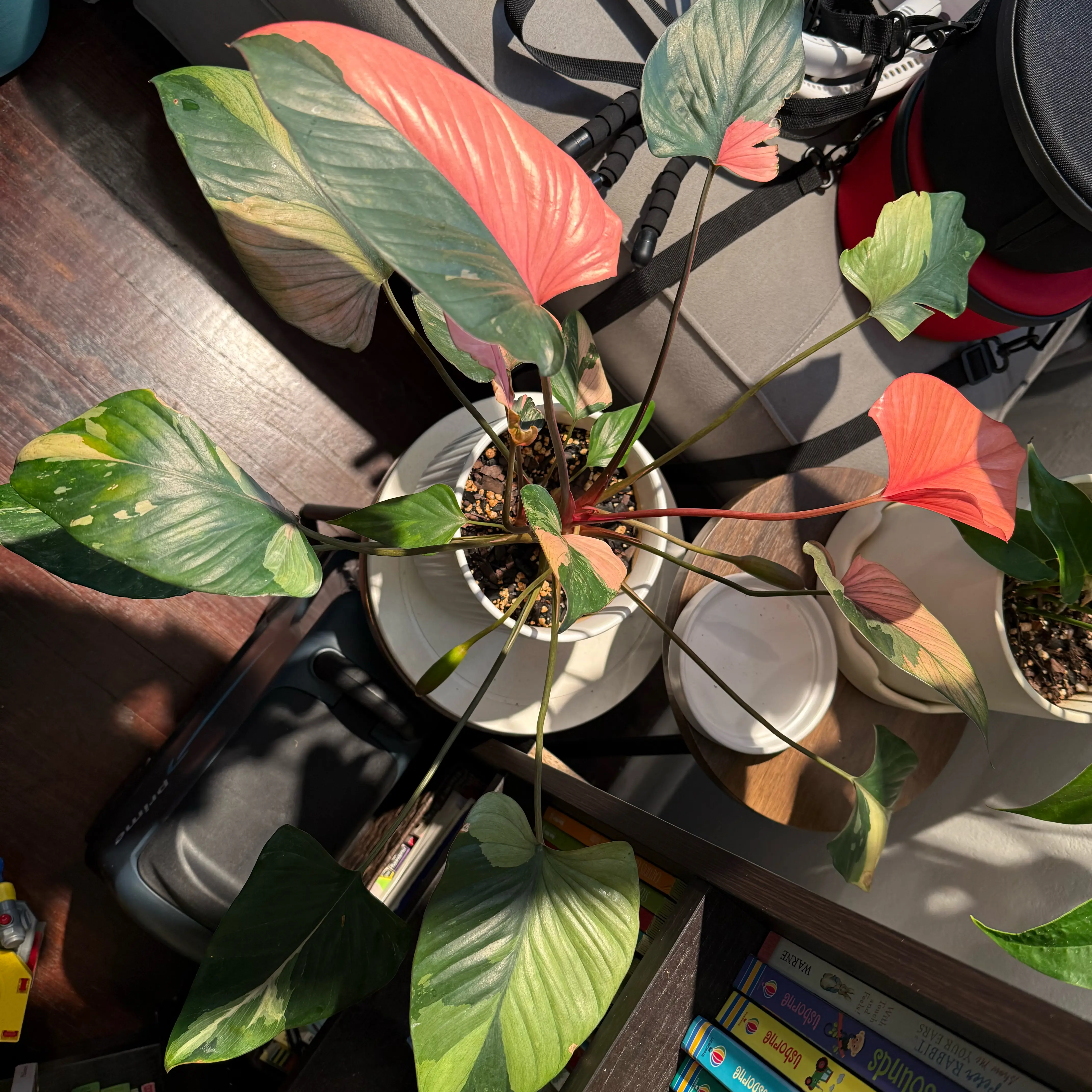 Photo of the plant species Variegated Homalomena by @JackHenrysMom named Money Bags on Greg, the plant care app