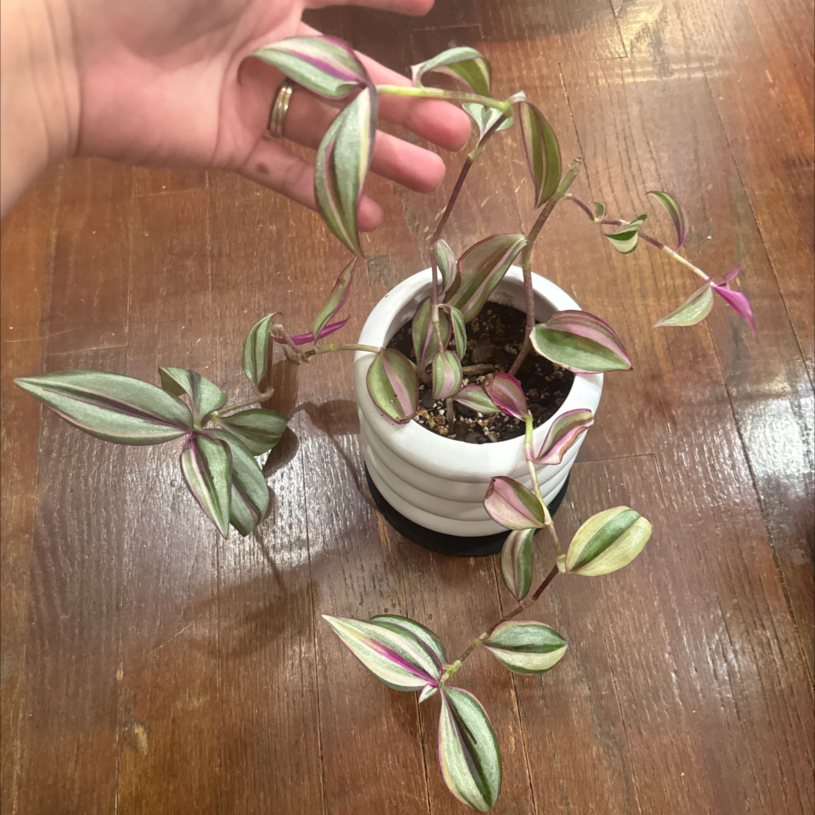 Photo of the plant species Tradescantia Quadricolor by @JackHenrysMom named Cuatro on Greg, the plant care app