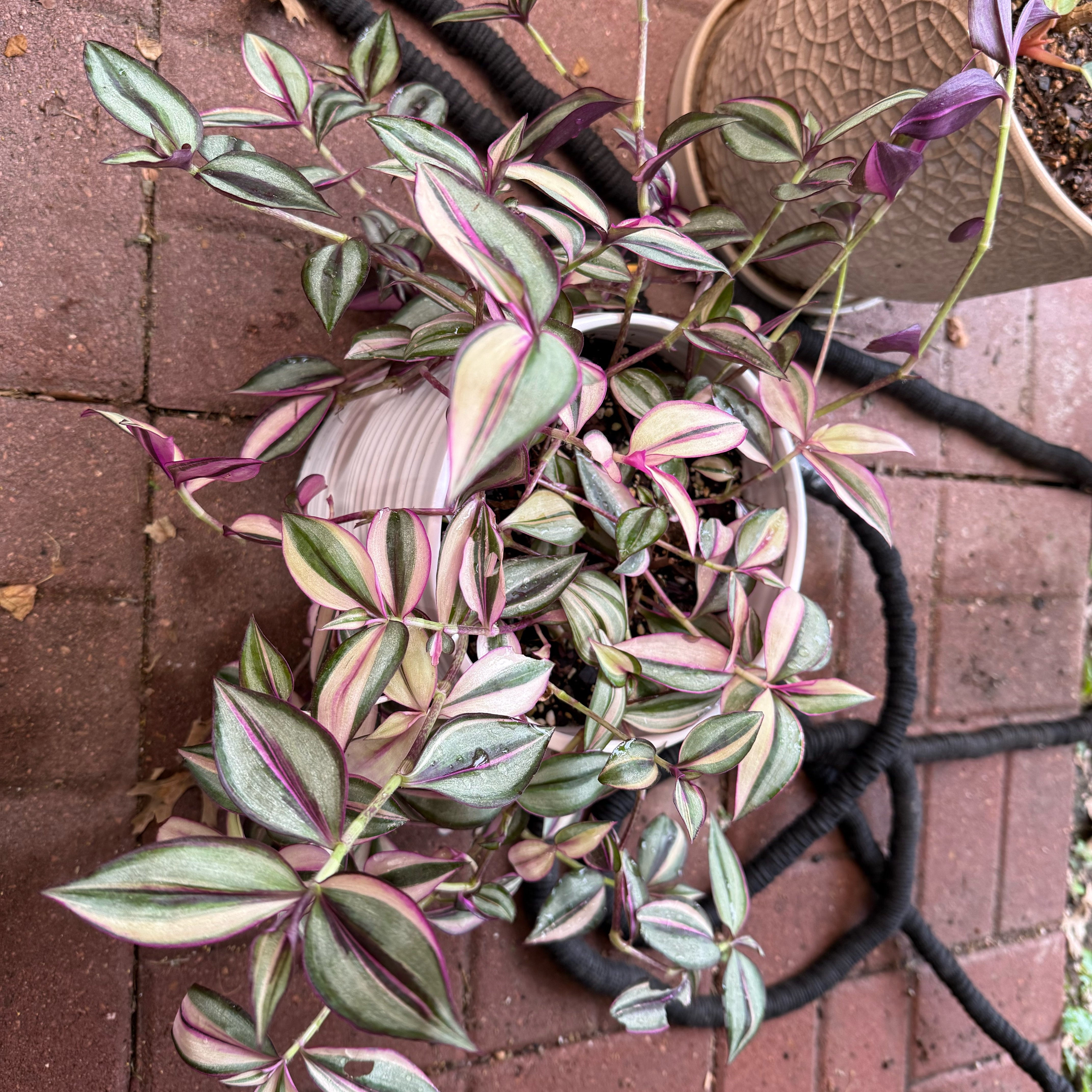 Photo of the plant species Tradescantia Quadricolor by @JackHenrysMom named Cuatro on Greg, the plant care app