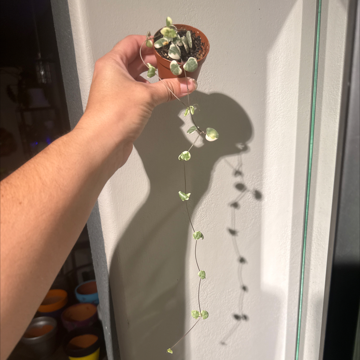 Photo of the plant species String of Hearts by @JackHenrysMom named Val on Greg, the plant care app