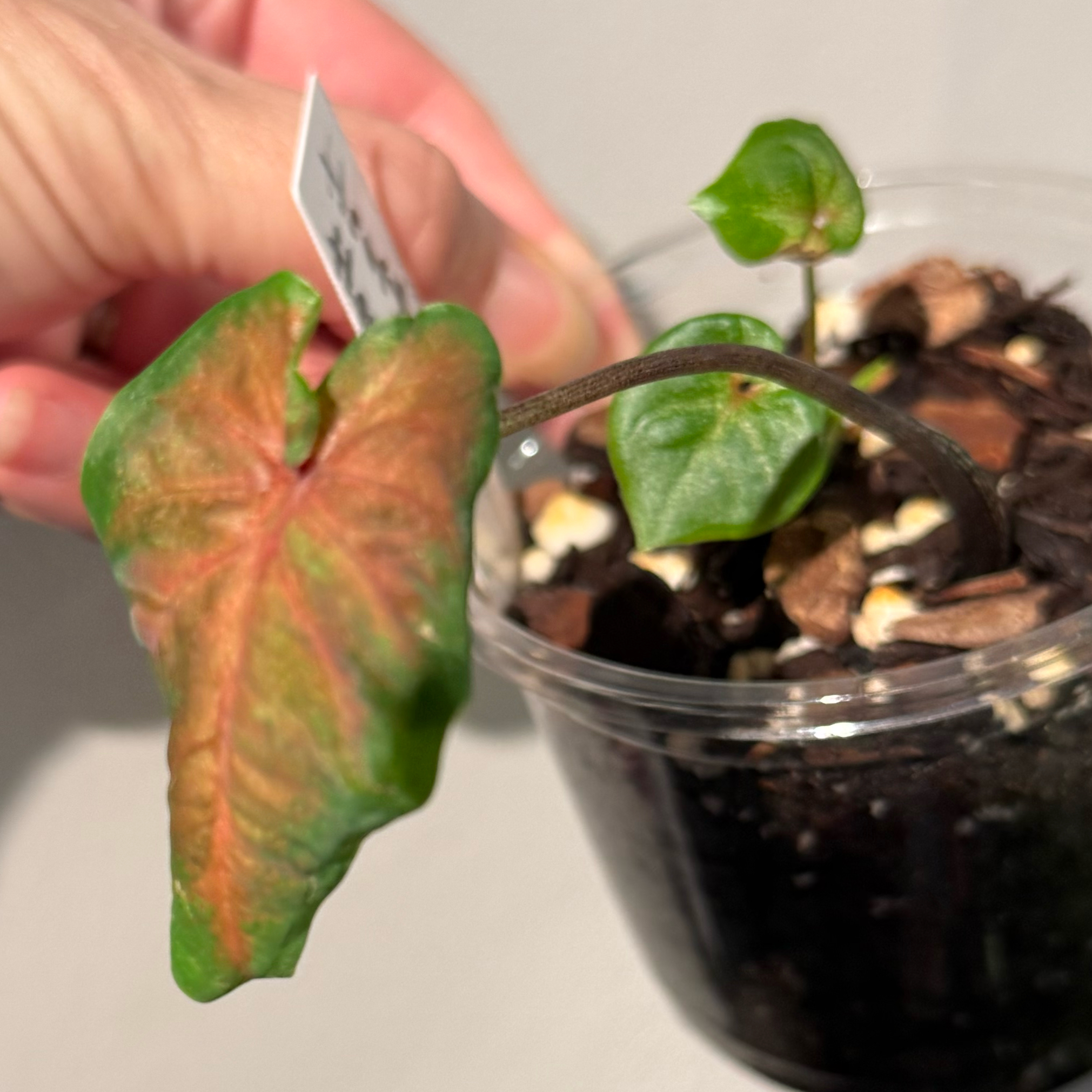 Photo of the plant species Caladium Heart to Heart® Heart's Delight by @JackHenrysMom named Hearts on Greg, the plant care app
