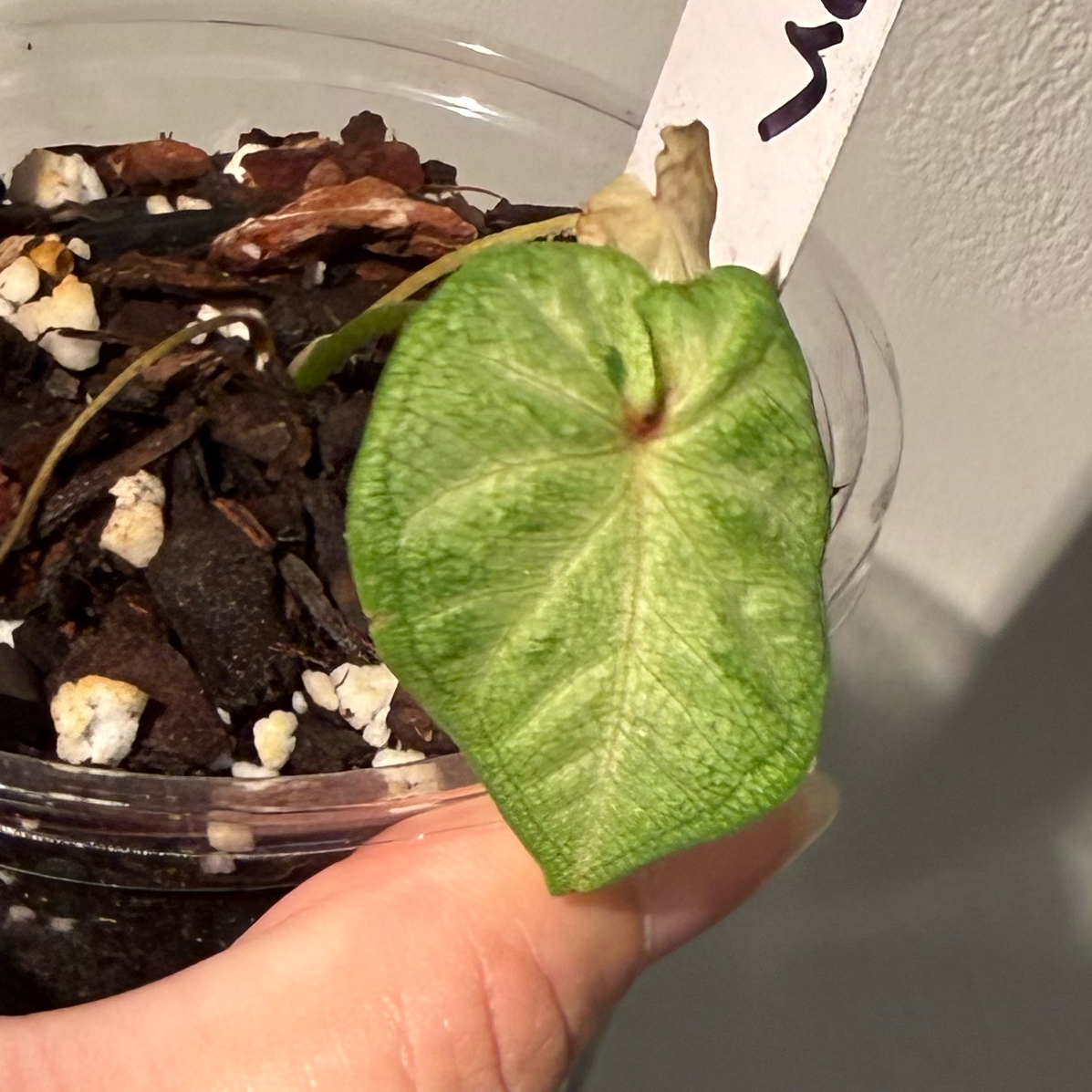 Photo of the plant species Caladium 'Heart to Heart® Xplosion' by @JackHenrysMom named Boom on Greg, the plant care app