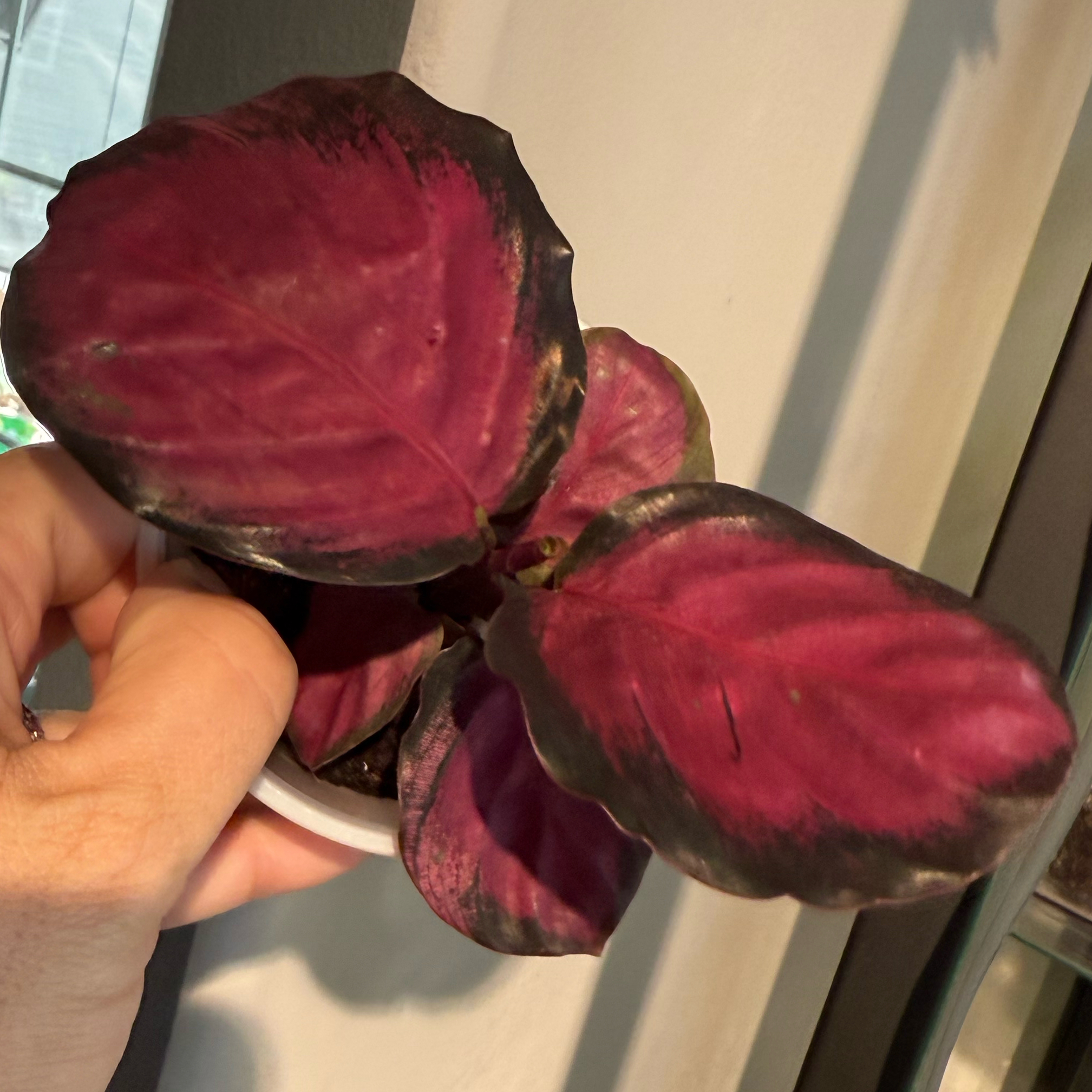Photo of the plant species Calathea 'Crimson' by @JackHenrysMom named Crimson on Greg, the plant care app