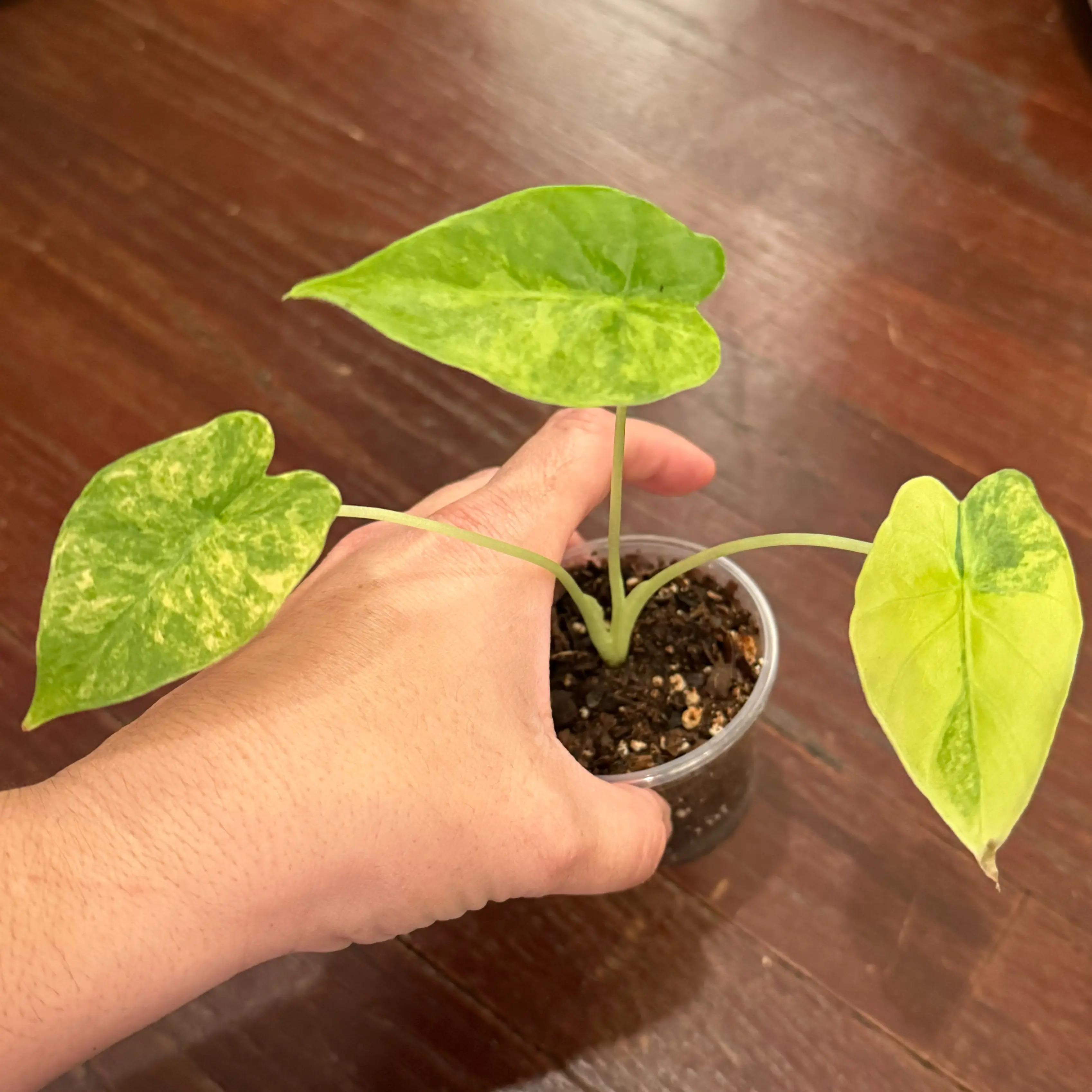 Photo of the plant species Alocasia Odora Variegated Aurea by @JackHenrysMom named Odora on Greg, the plant care app