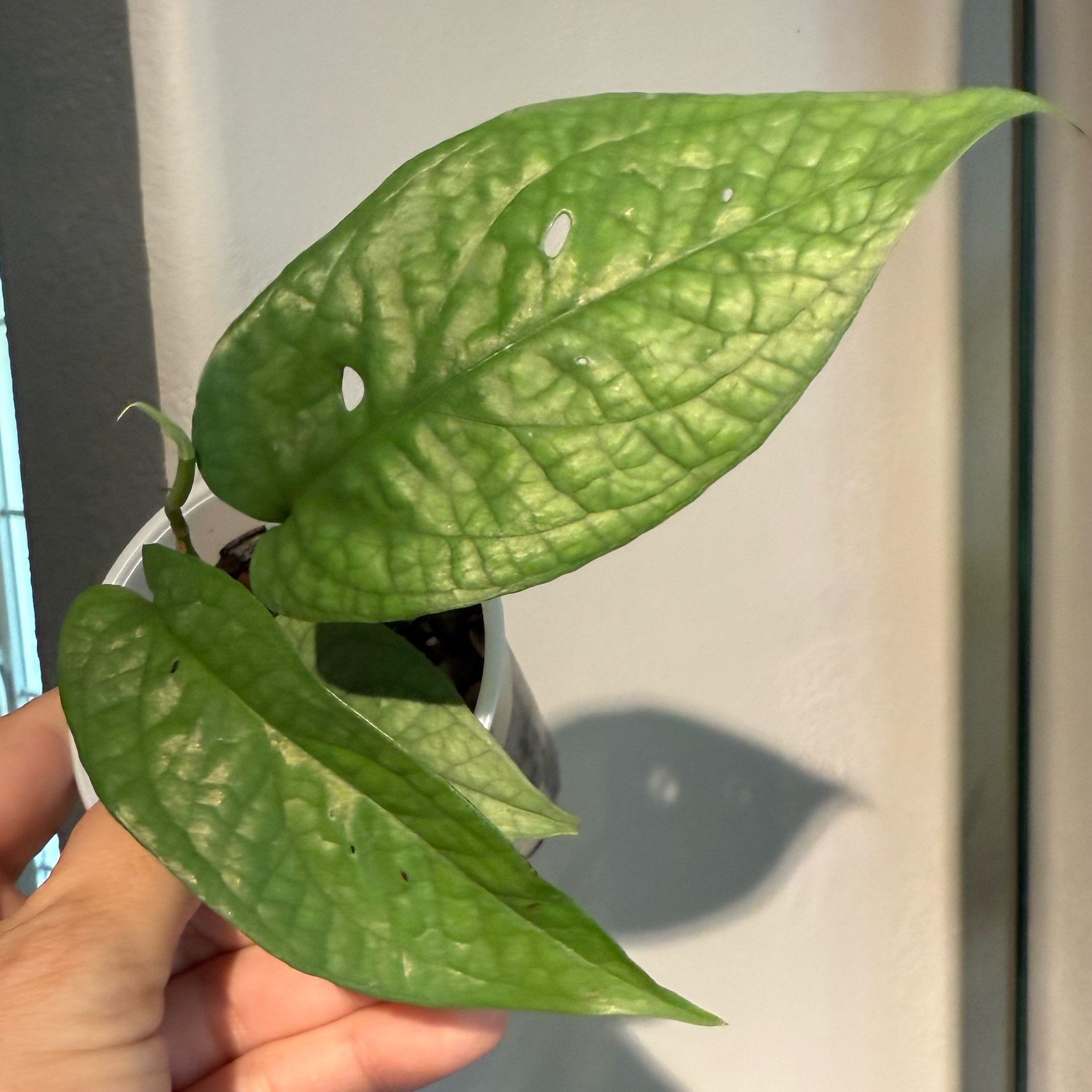 Photo of the plant species Amydrium medium by @JackHenrysMom named Spiderman on Greg, the plant care app