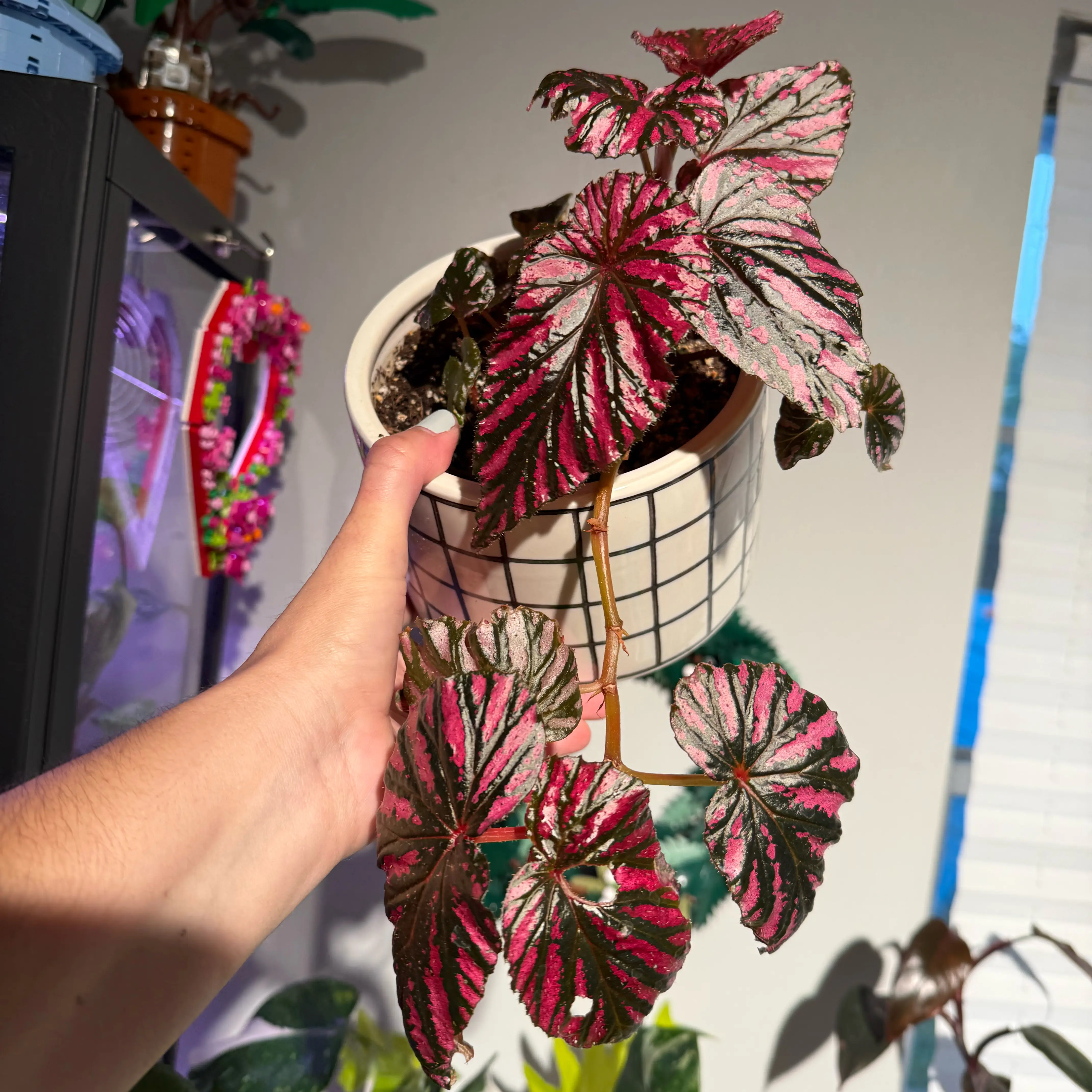 Photo of the plant species Begonia brevirimosa subsp. brevirimosa by @JackHenrysMom named Exotica on Greg, the plant care app