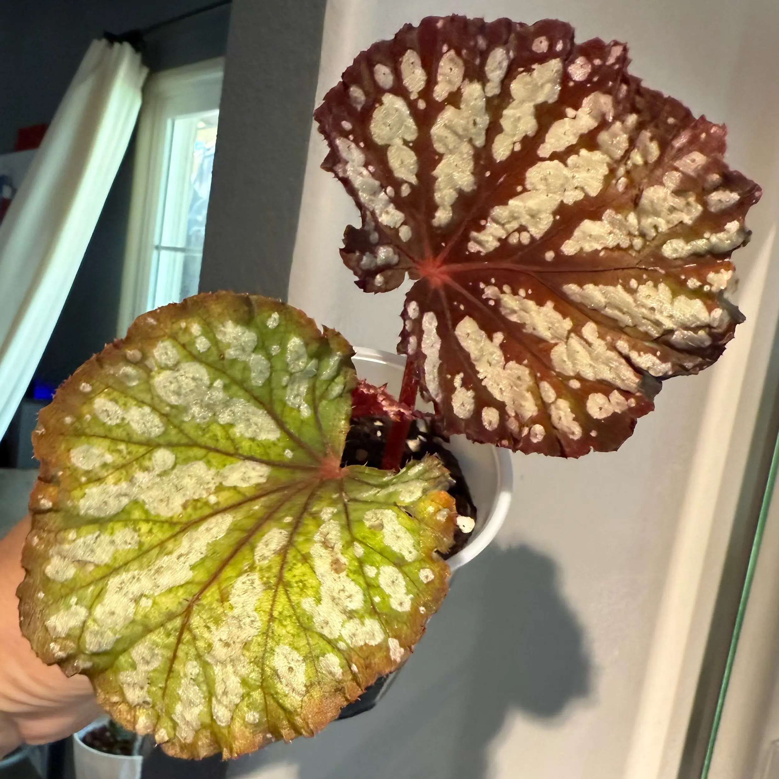 Photo of the plant species Begonia 'Summer Storm' by @JackHenrysMom named Summer Storm on Greg, the plant care app