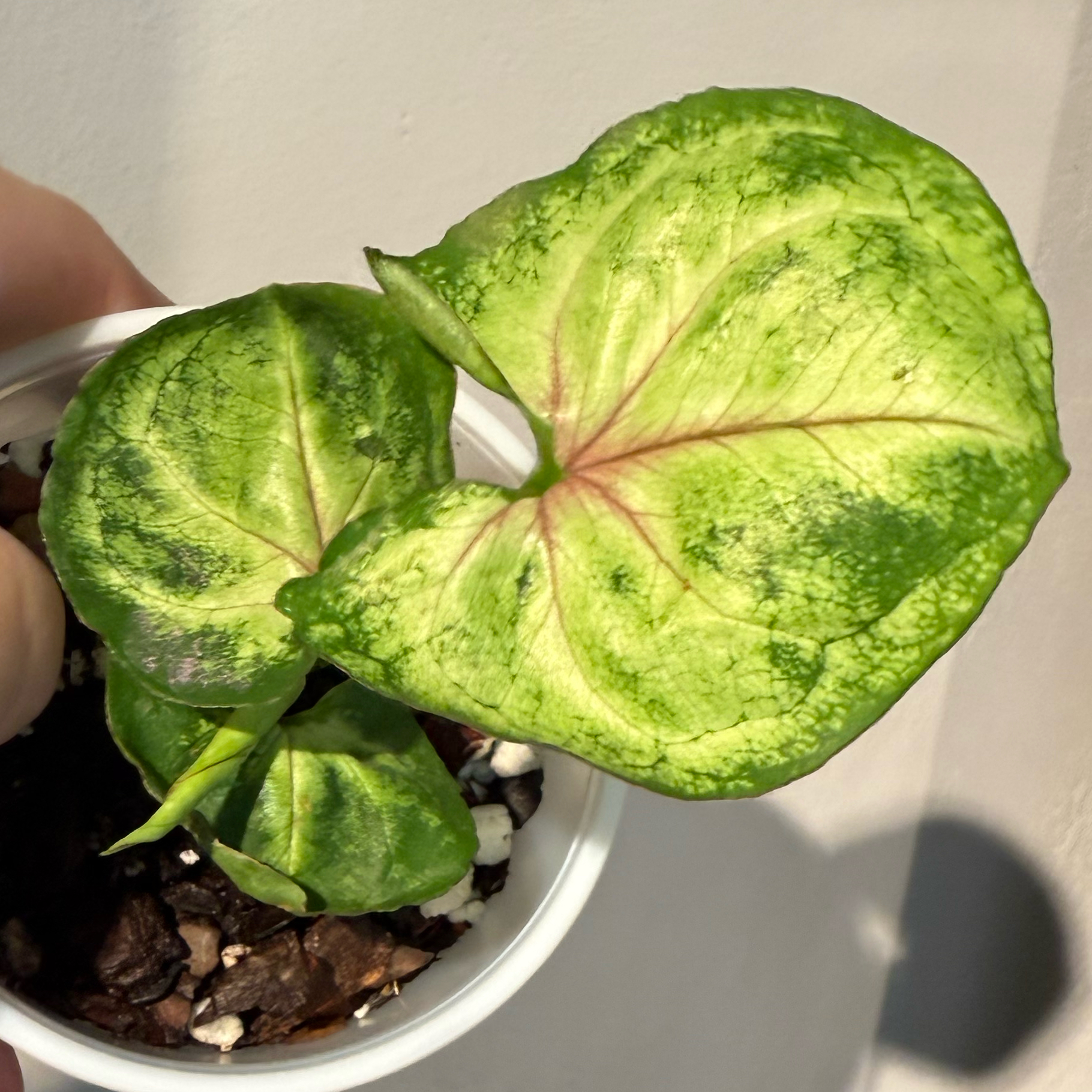 Photo of the plant species Bob Allusion Arrowhead Plant by @JackHenrysMom named Bob Allusion on Greg, the plant care app