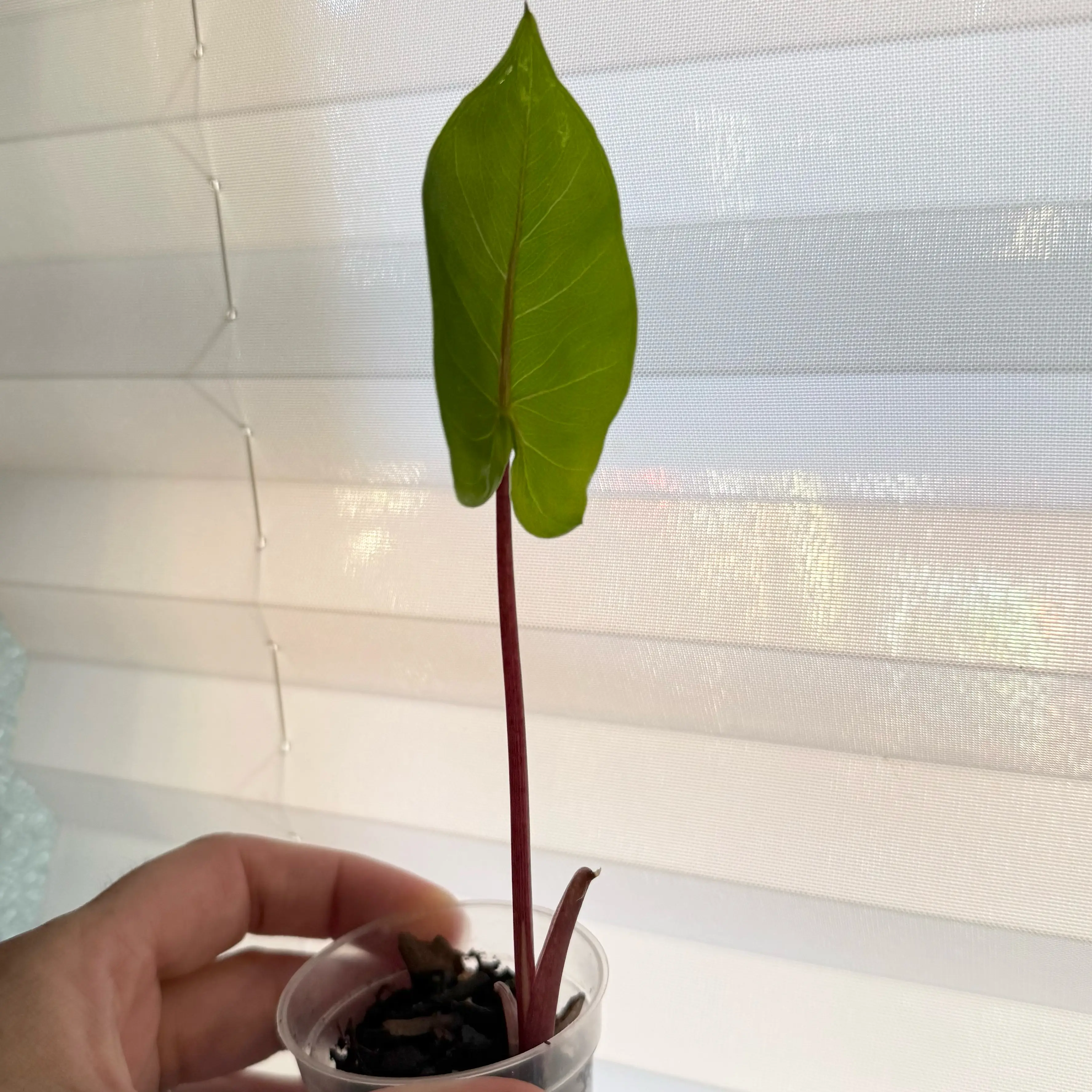 Photo of the plant species Alocasia 'Black Stem' by @JackHenrysMom named Back in Black on Greg, the plant care app