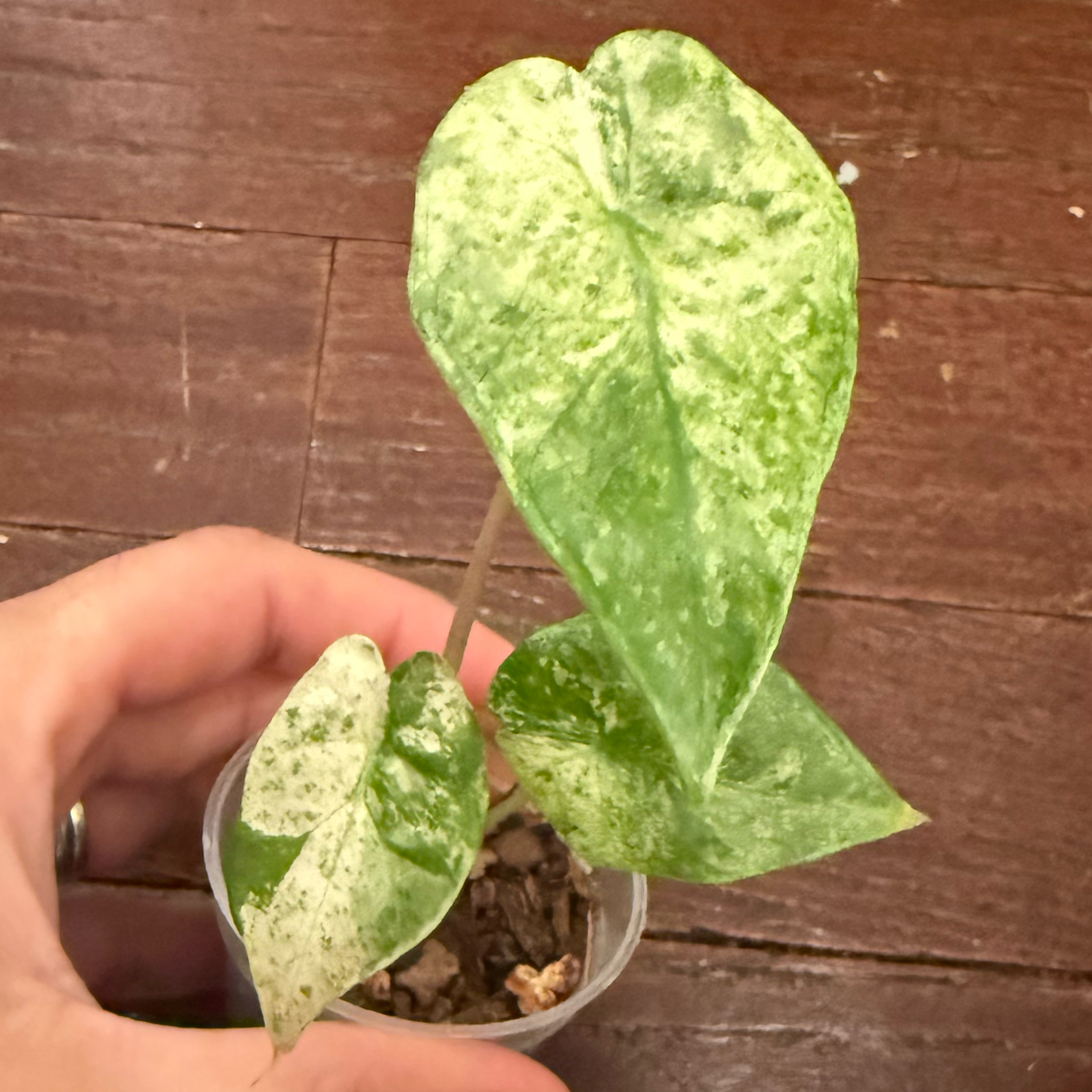 Photo of the plant species Alocasia 'Batik' by @JackHenrysMom named A. Batik on Greg, the plant care app