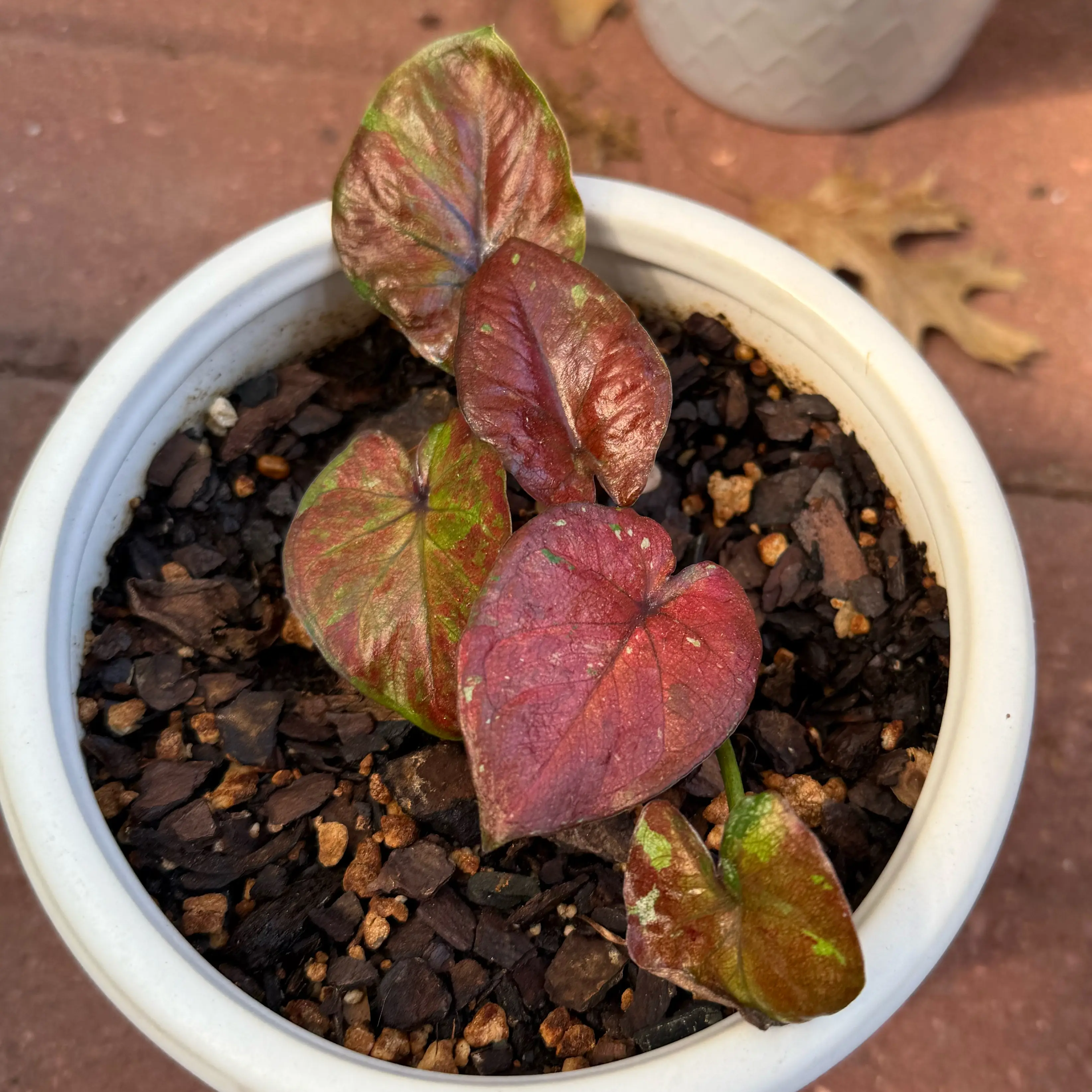 Photo of the plant species Caladium 'Thai Beauty' by @JackHenrysMom named Thai Red on Greg, the plant care app