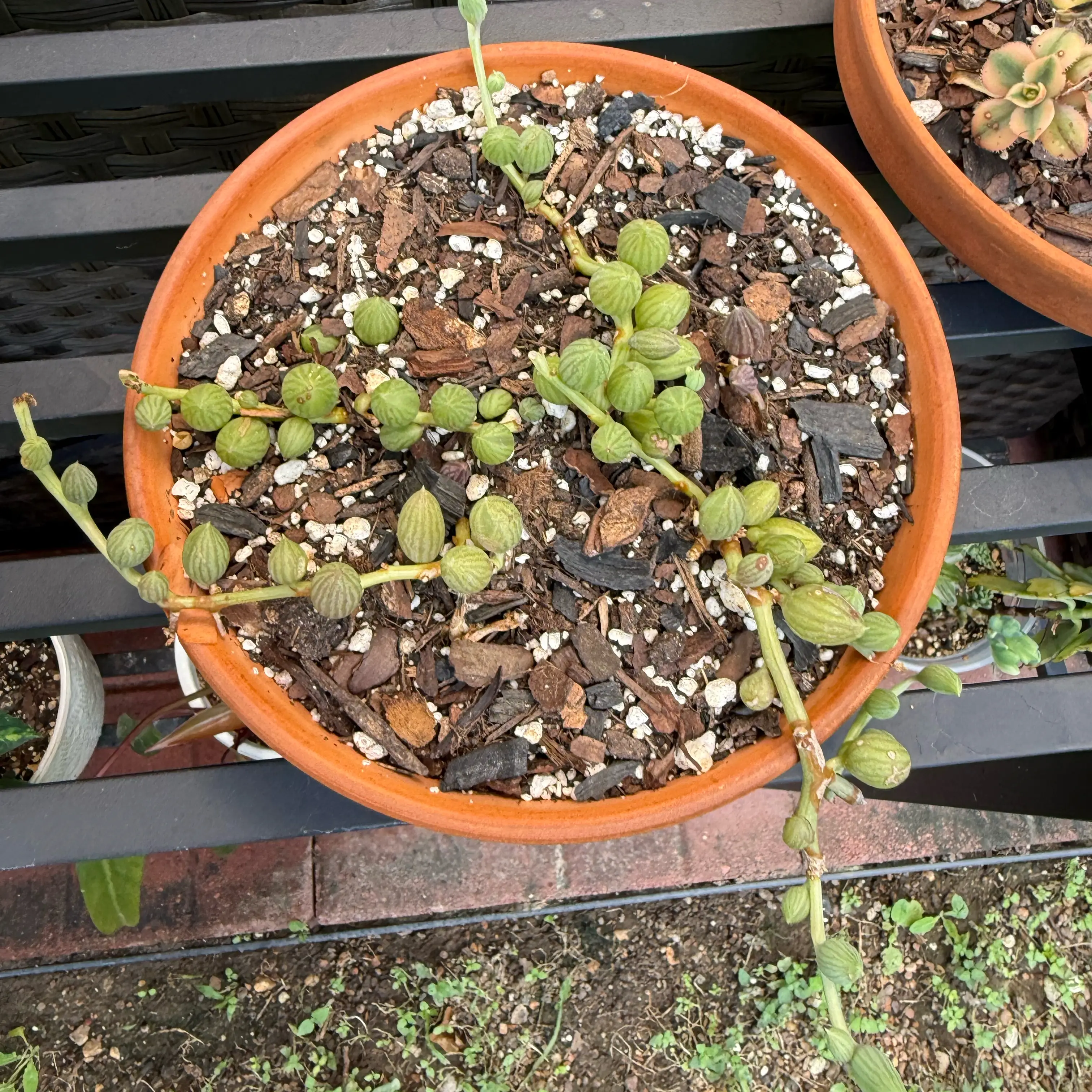 Photo of the plant species String of Watermelons by @JackHenrysMom named Harry on Greg, the plant care app