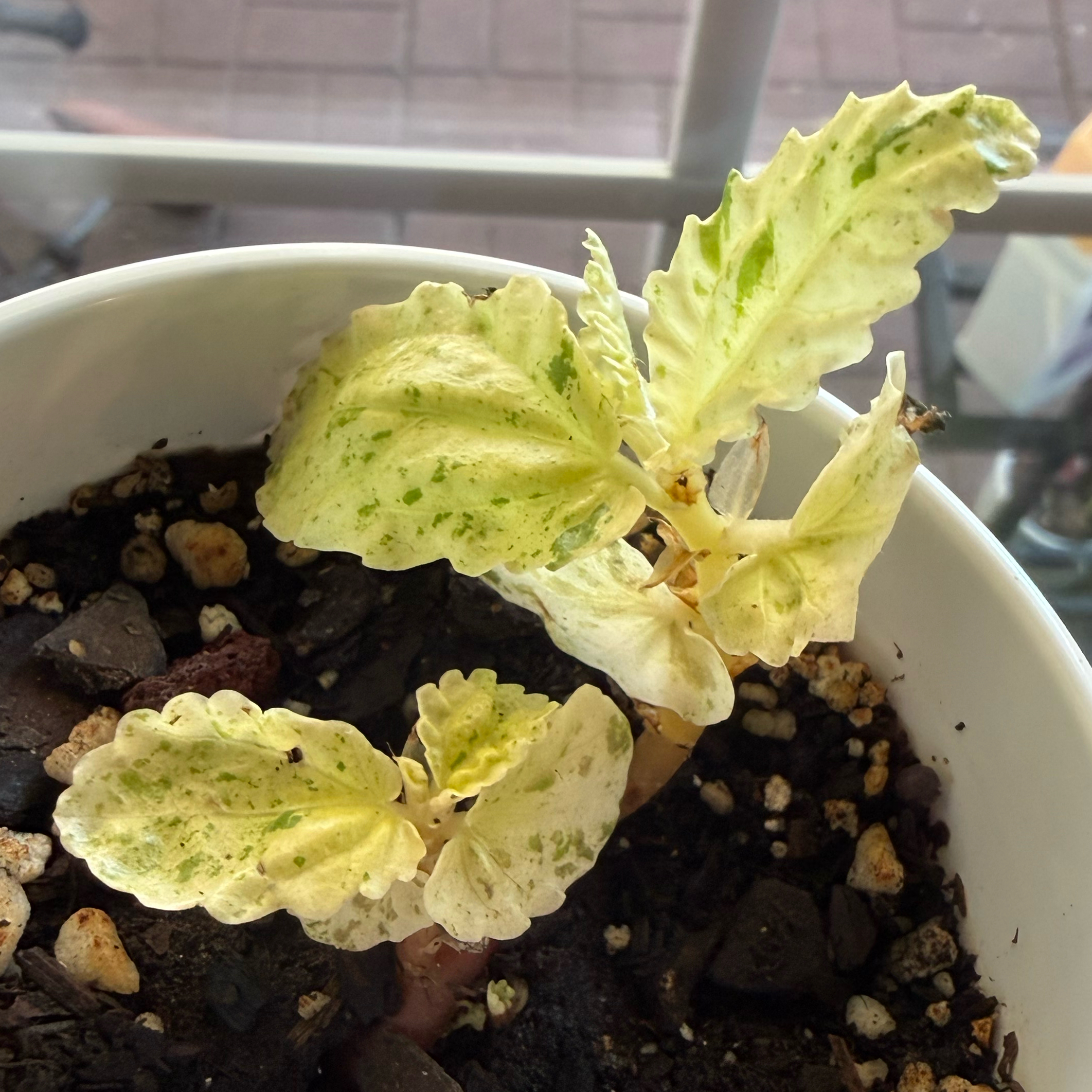 Photo of the plant species Pellionia by @JackHenrysMom named RIP - Pelli on Greg, the plant care app