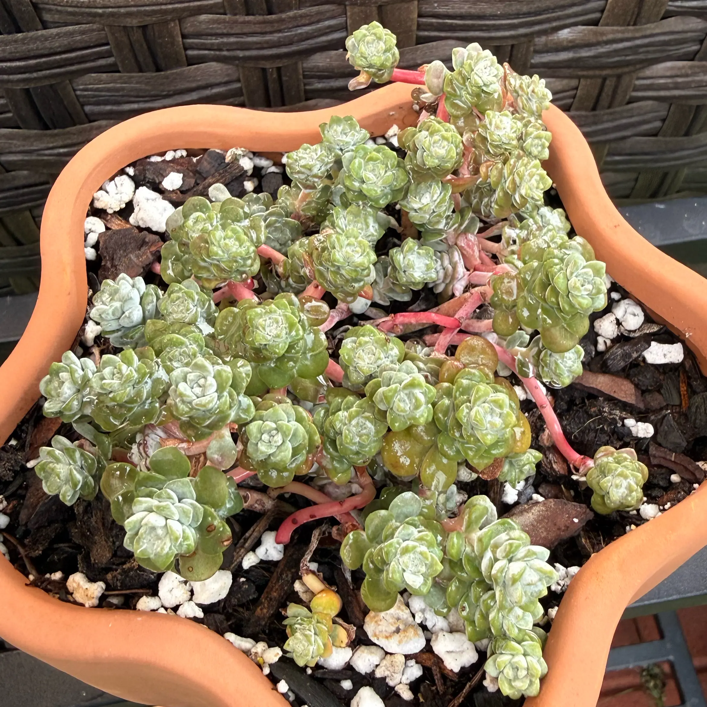 Photo of the plant species Sedum spathulifolium 'Cape Blanco' by @JackHenrysMom named Mini Frosty on Greg, the plant care app