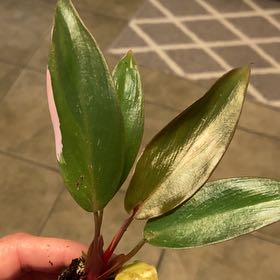 Plant care for Philadendron on Greg, the plant care app