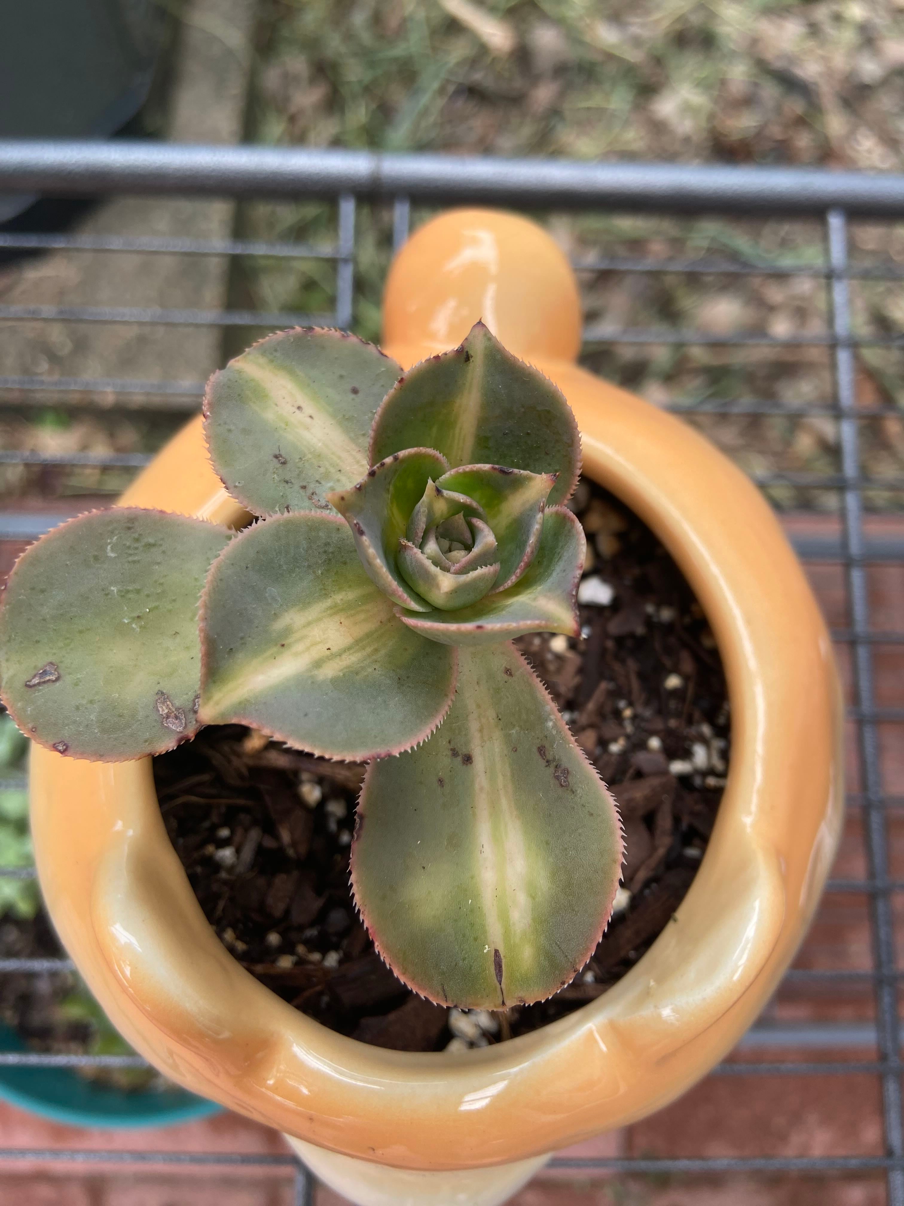 Escobar's Aeonium Plant Care Water, Light, Nutrients Greg App 🌱