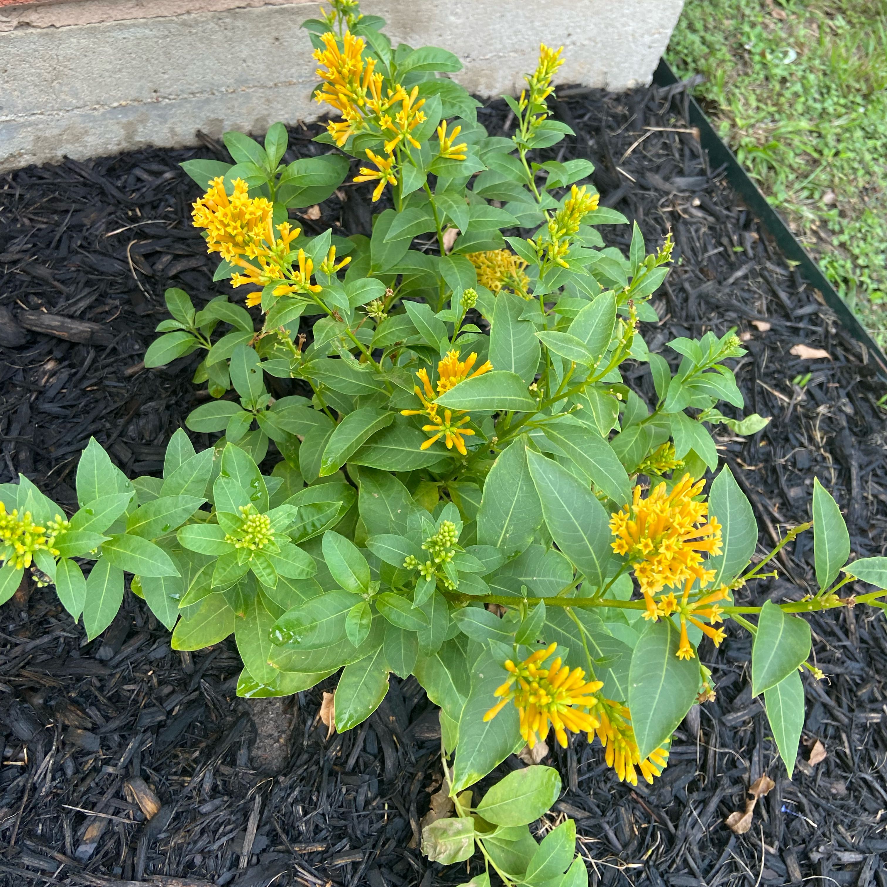 Photo of the plant species Orange Peel Cestrum by @JackHenrysMom named Juice Box on Greg, the plant care app