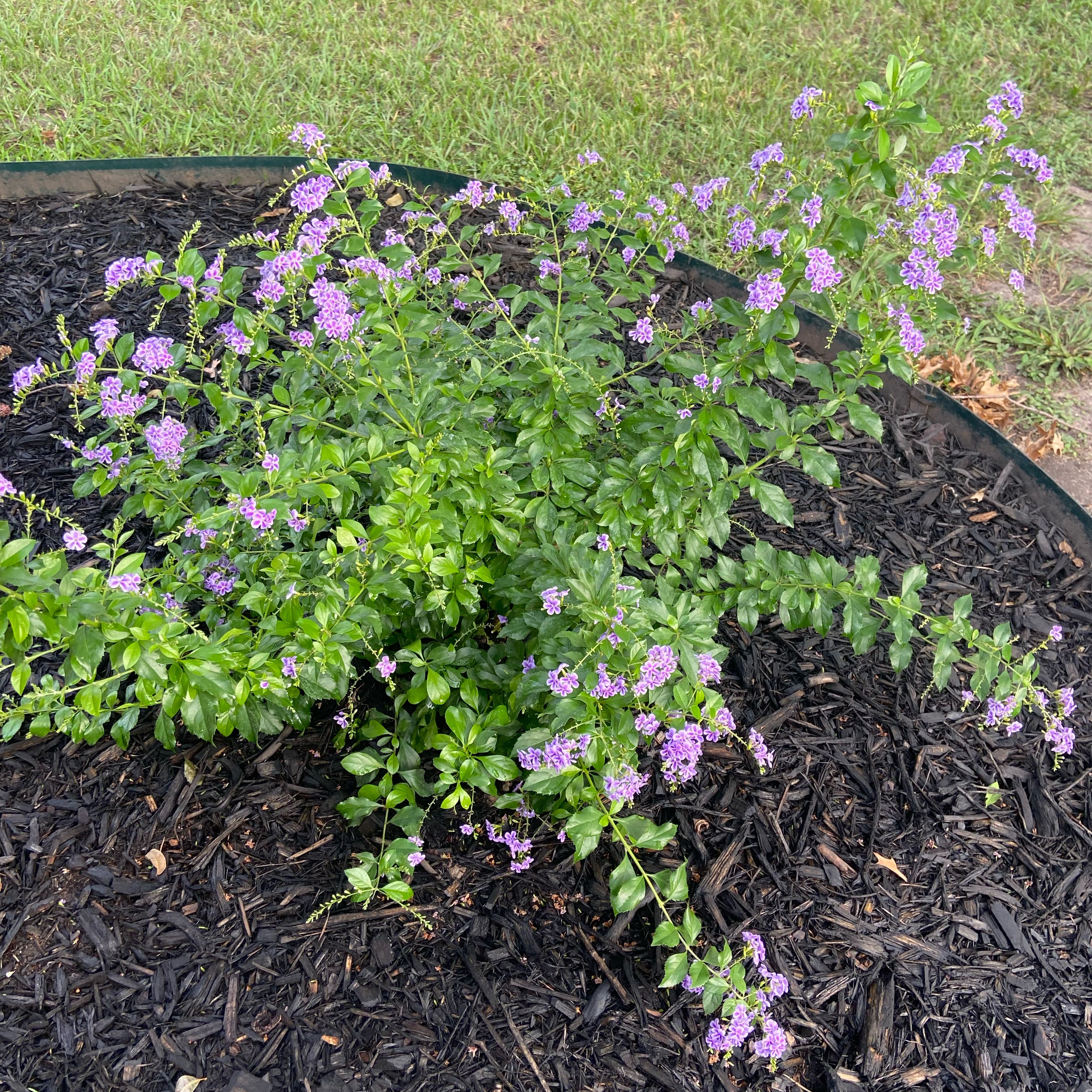 Photo of the plant species Sweet Memory Duranta by @JackHenrysMom named Sweet Memory on Greg, the plant care app