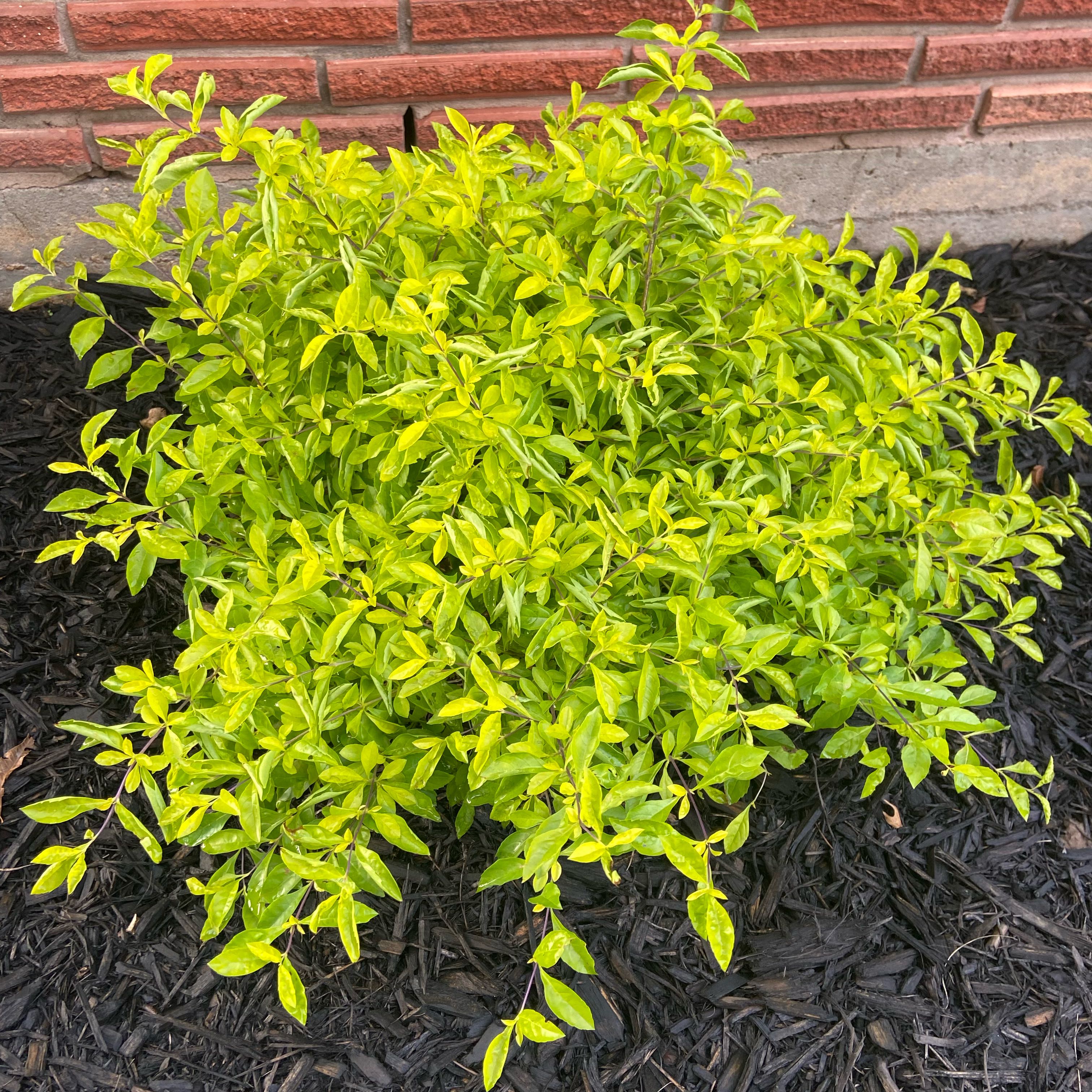Photo of the plant species Cuban Gold Duranta by @JackHenrysMom named Yuli on Greg, the plant care app