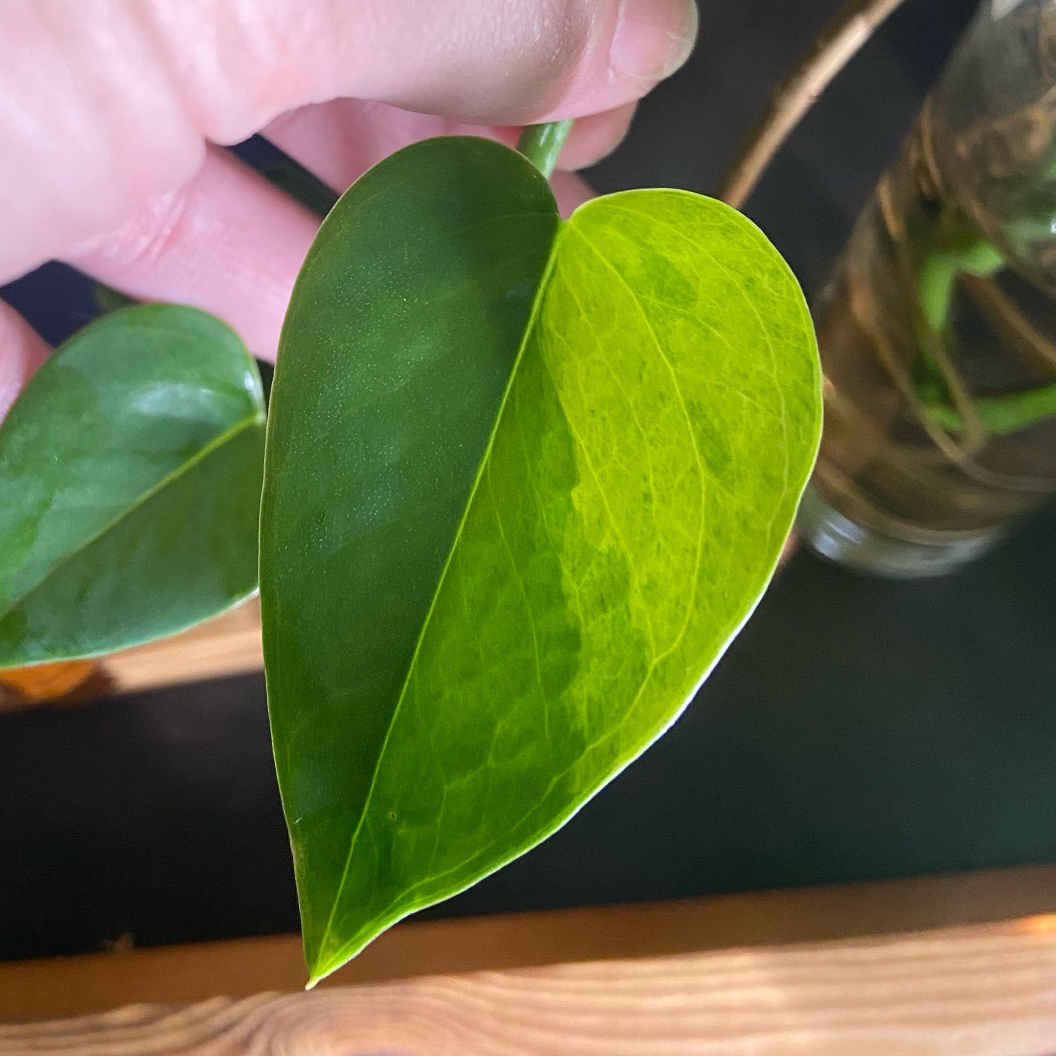 Photo of the plant species Teruno Carnival Pothos by @JackHenrysMom named ? Teruno Carnival on Greg, the plant care app