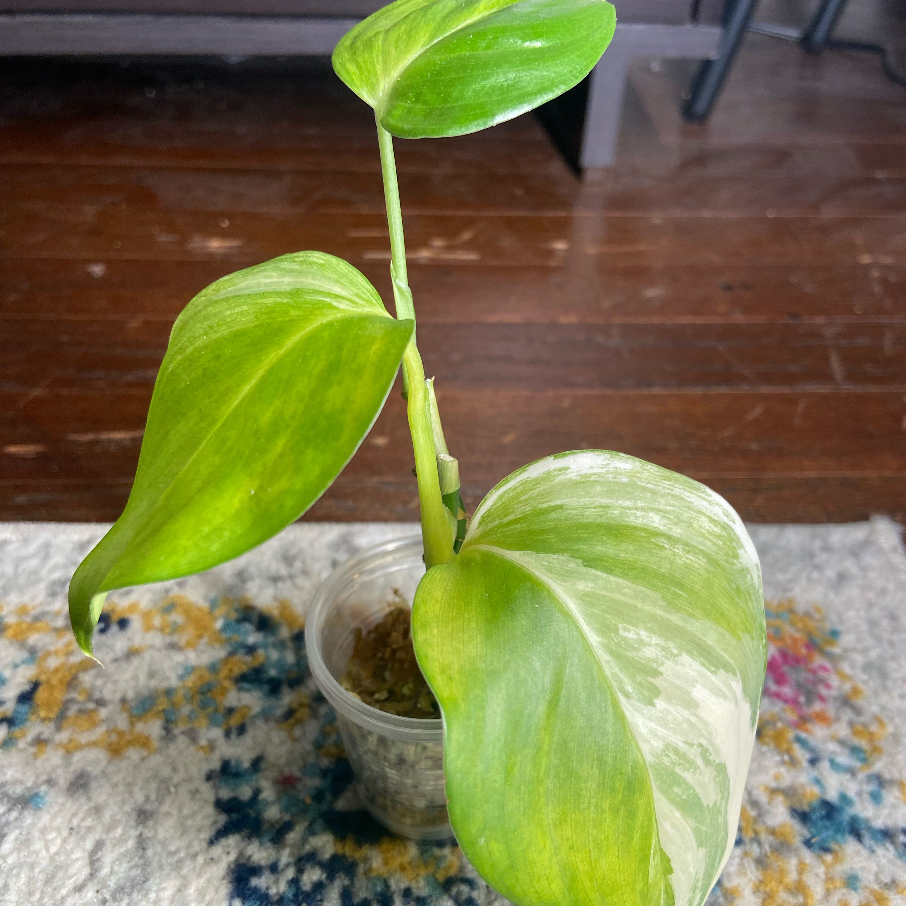 Photo of the plant species Blue Aurea Pothos by @JackHenrysMom named I’m Blue… on Greg, the plant care app