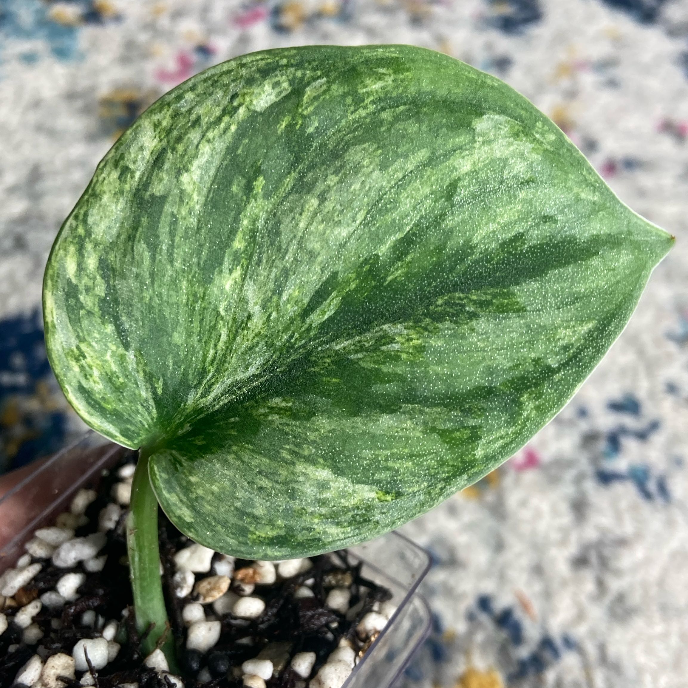 Photo of the plant species Variegated Scindapsus Silver Knight by @JackHenrysMom named ? Variegated Silver Knight on Greg, the plant care app