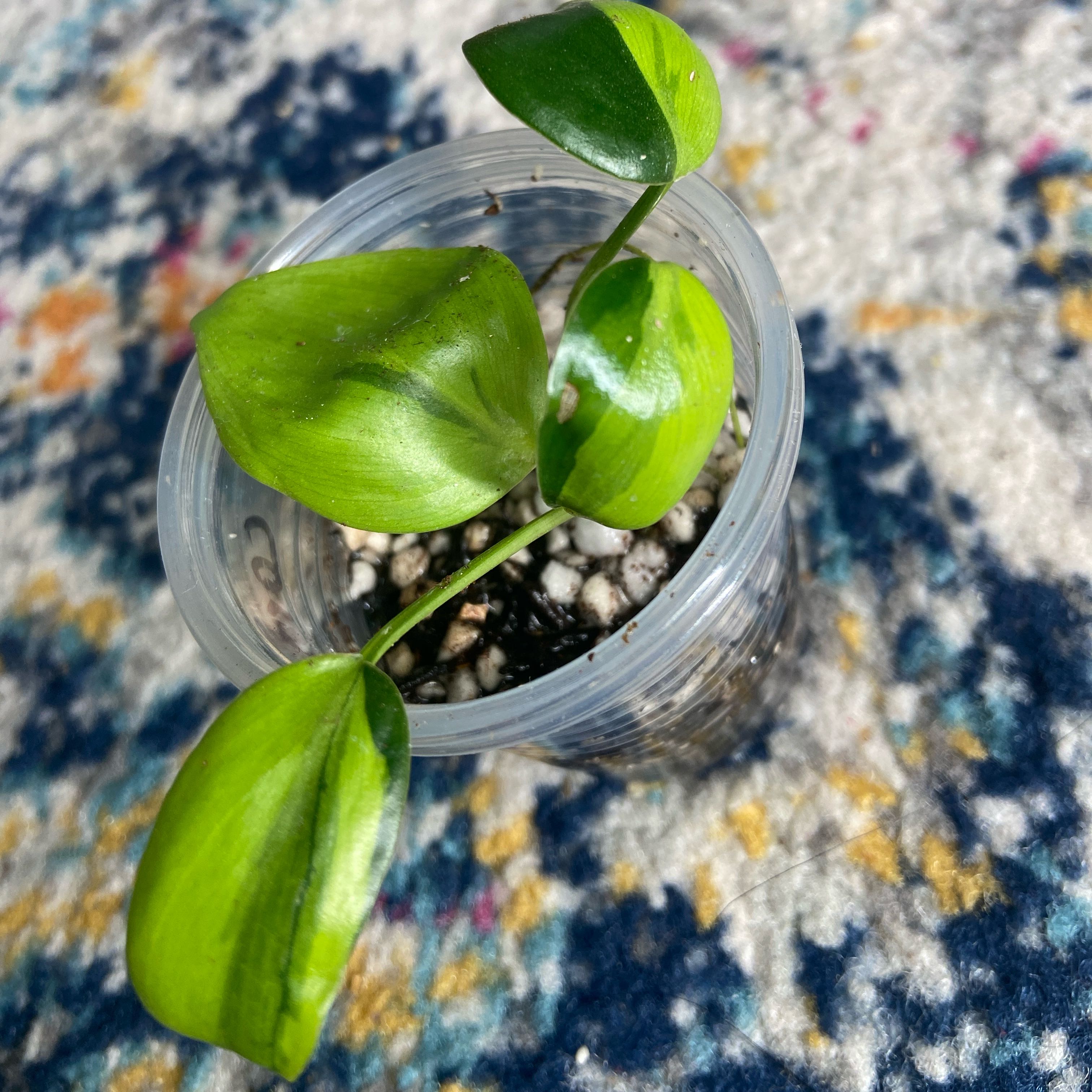 Photo of the plant species Teruno Carnival Pothos by @JackHenrysMom named ? Teruno Carnival on Greg, the plant care app