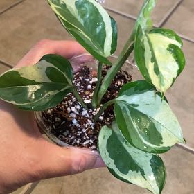 Plant care for Silver Streak Plant on Greg, the plant care app