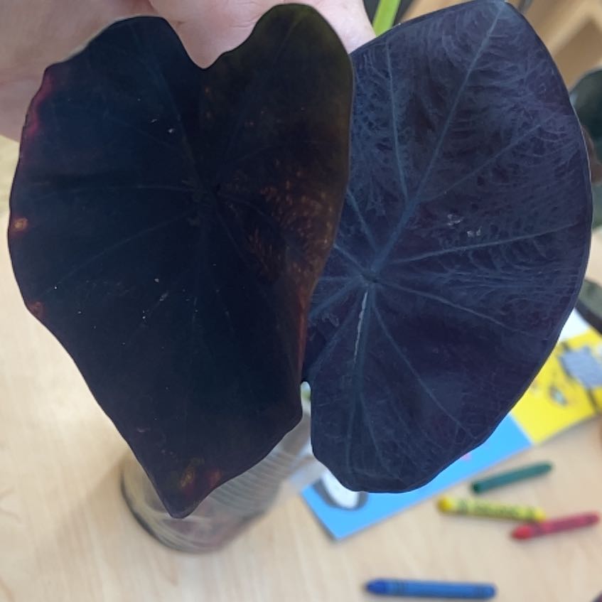 Photo of the plant species Black Coral Elephant Ear by @JackHenrysMom named Wiz Kaleafa on Greg, the plant care app