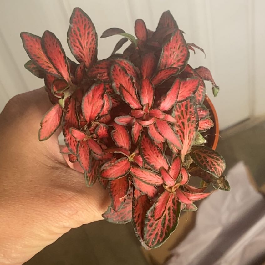 Photo of the plant species Jungle Flame Nerve Plant by @JackHenrysMom named Jungle Flame on Greg, the plant care app
