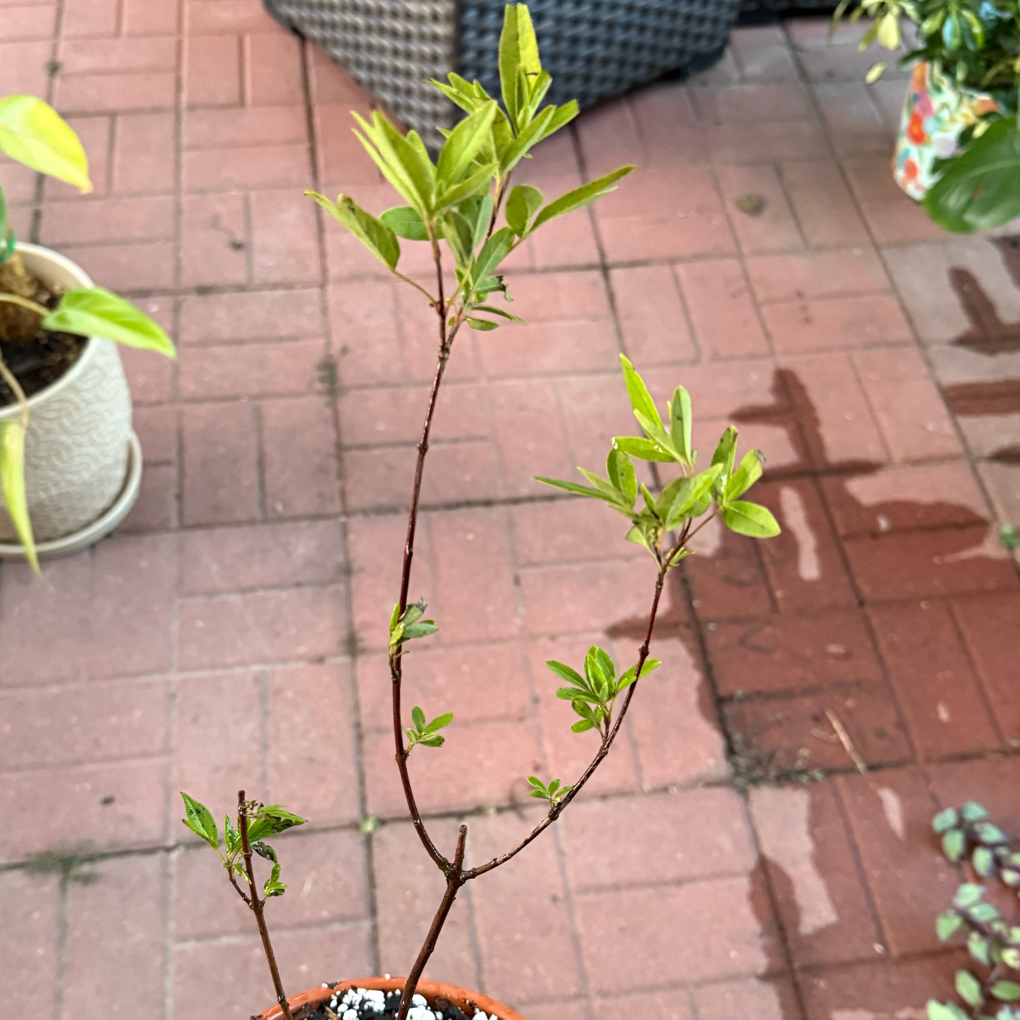 Photo of the plant species Vitex First Editions™ Delta Blue by @JackHenrysMom named Texas Lilac on Greg, the plant care app