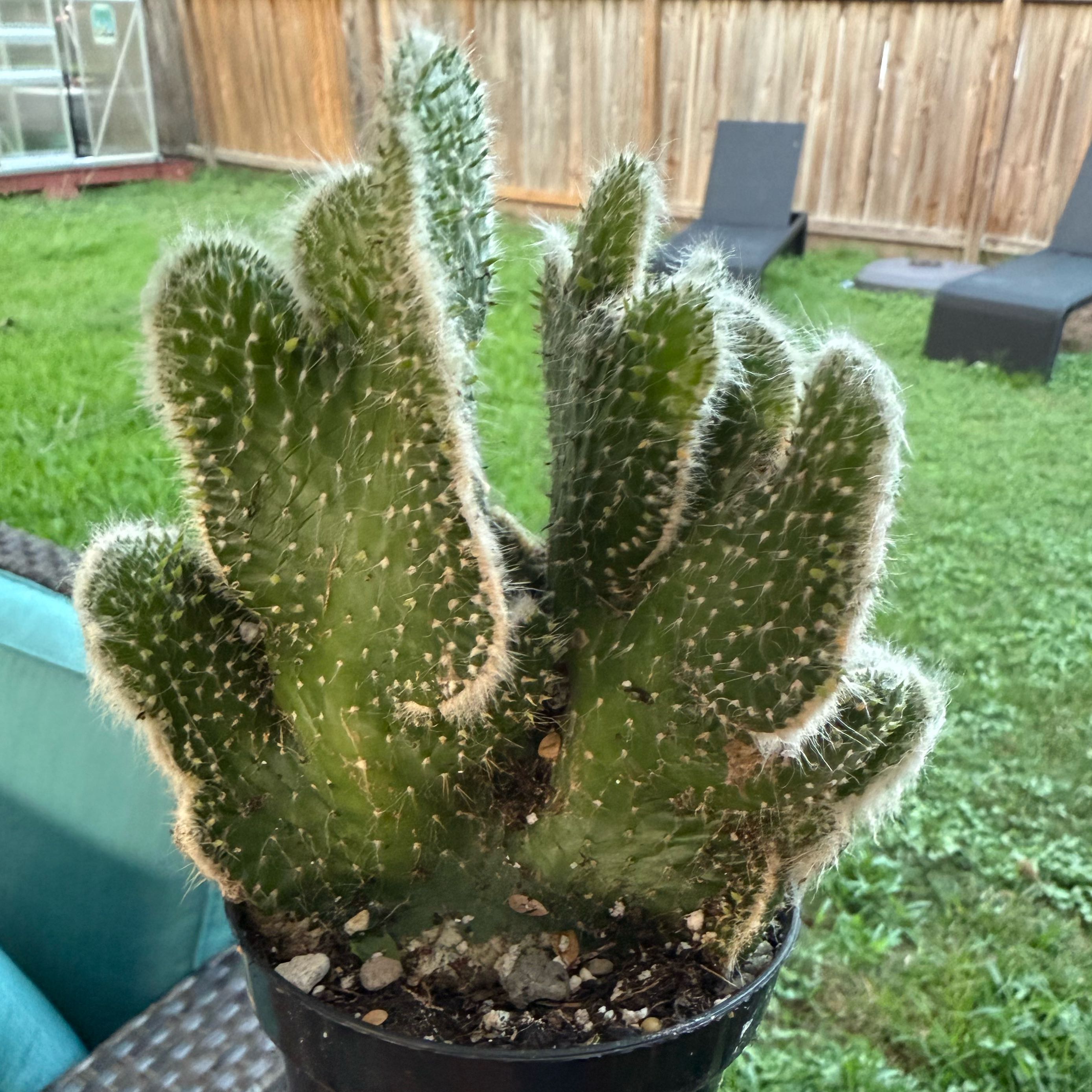 Photo of the plant species Snow Ridge by @JackHenrysMom named Fuzzy Bunny on Greg, the plant care app
