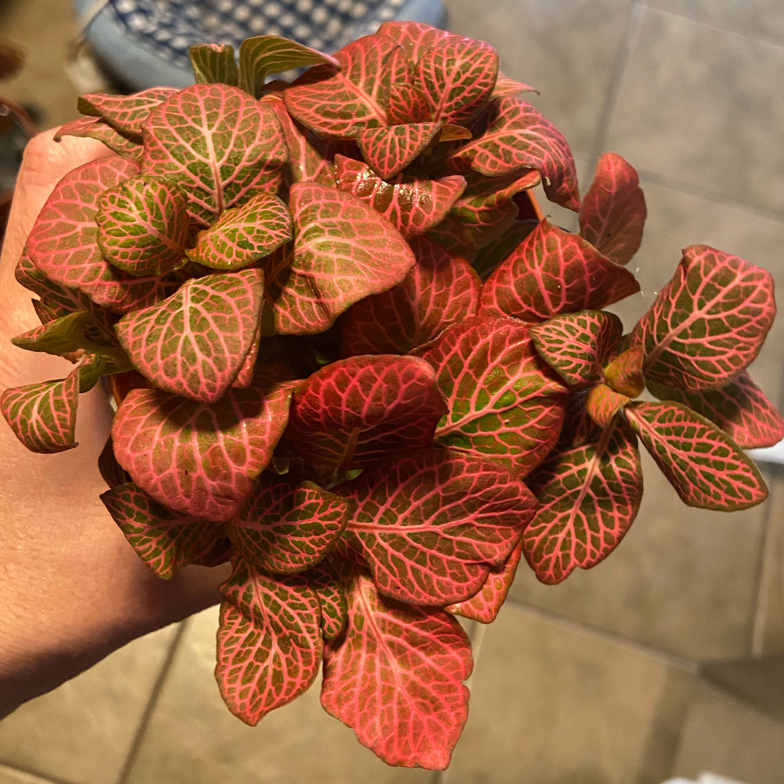 Photo of the plant species Strawberry Blossom Nerve Plant by @JackHenrysMom named Strawberry Blossom on Greg, the plant care app