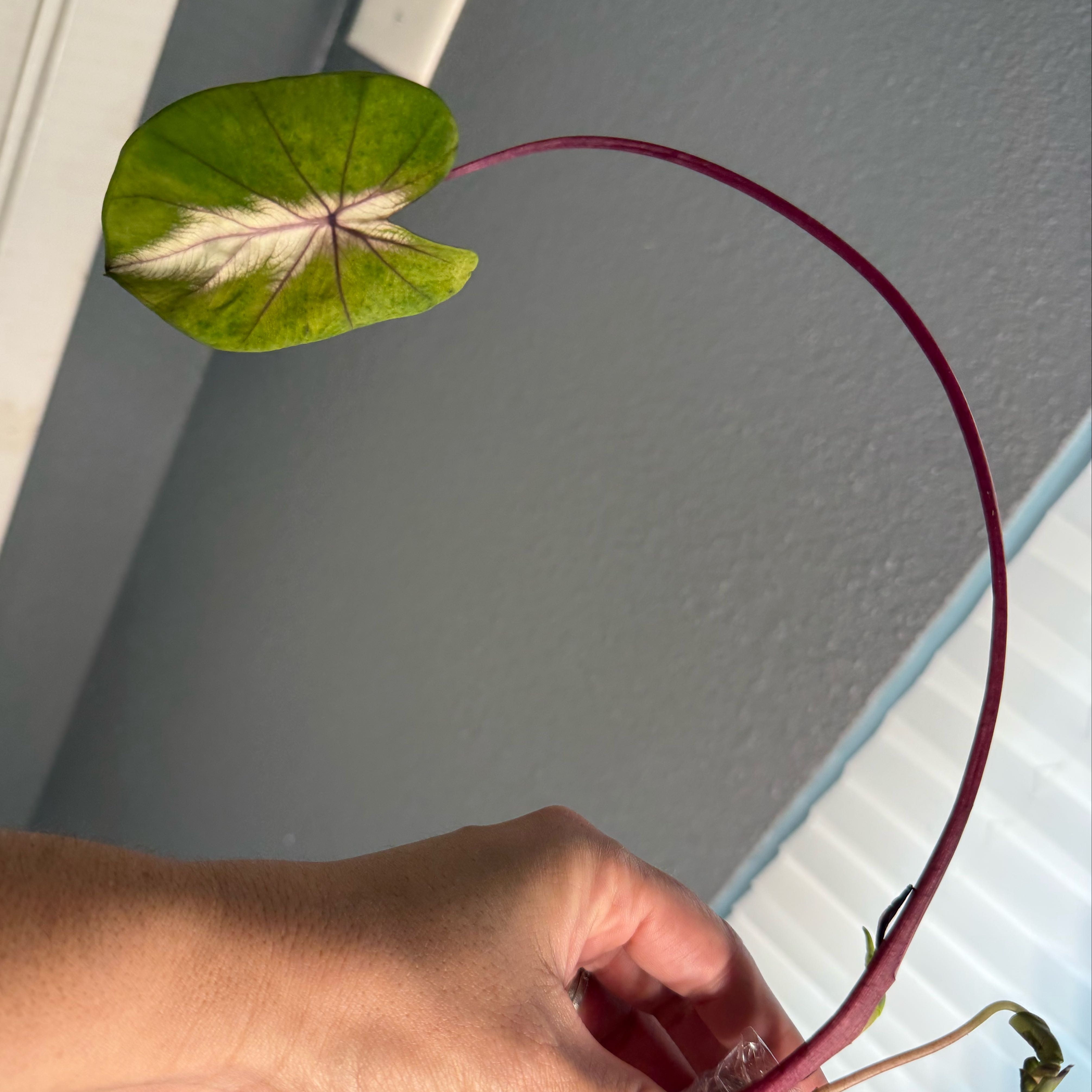 Photo of the plant species Colocasia 'Redemption' PP34,729 by @JackHenrysMom named ? Gwen on Greg, the plant care app
