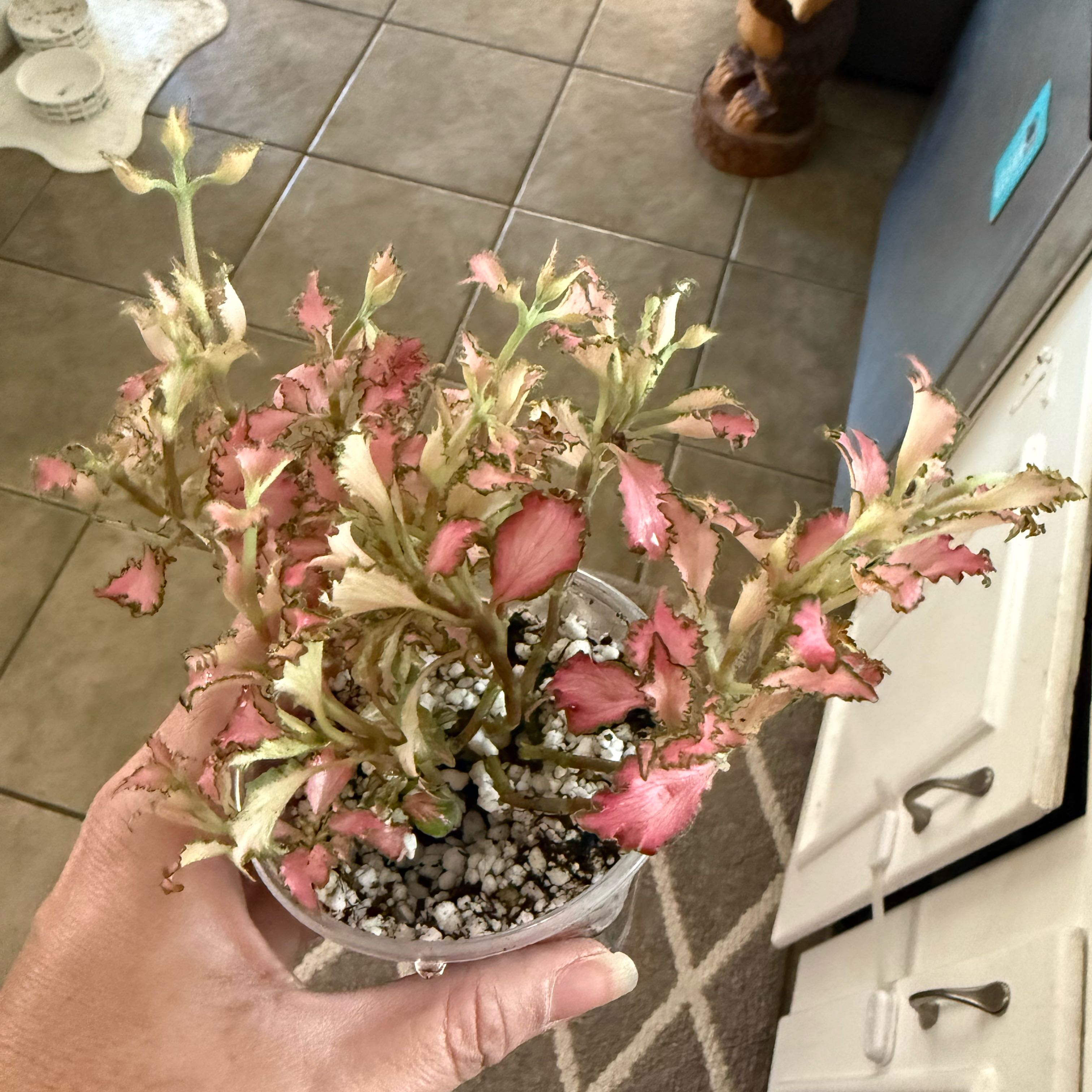 Photo of the plant species Frankie Fittonia by @JackHenrysMom named Frankie on Greg, the plant care app