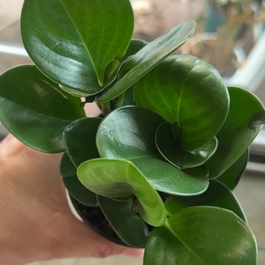 Photo of the plant species green peperomia by @JackHenrysMom named Greenie on Greg, the plant care app