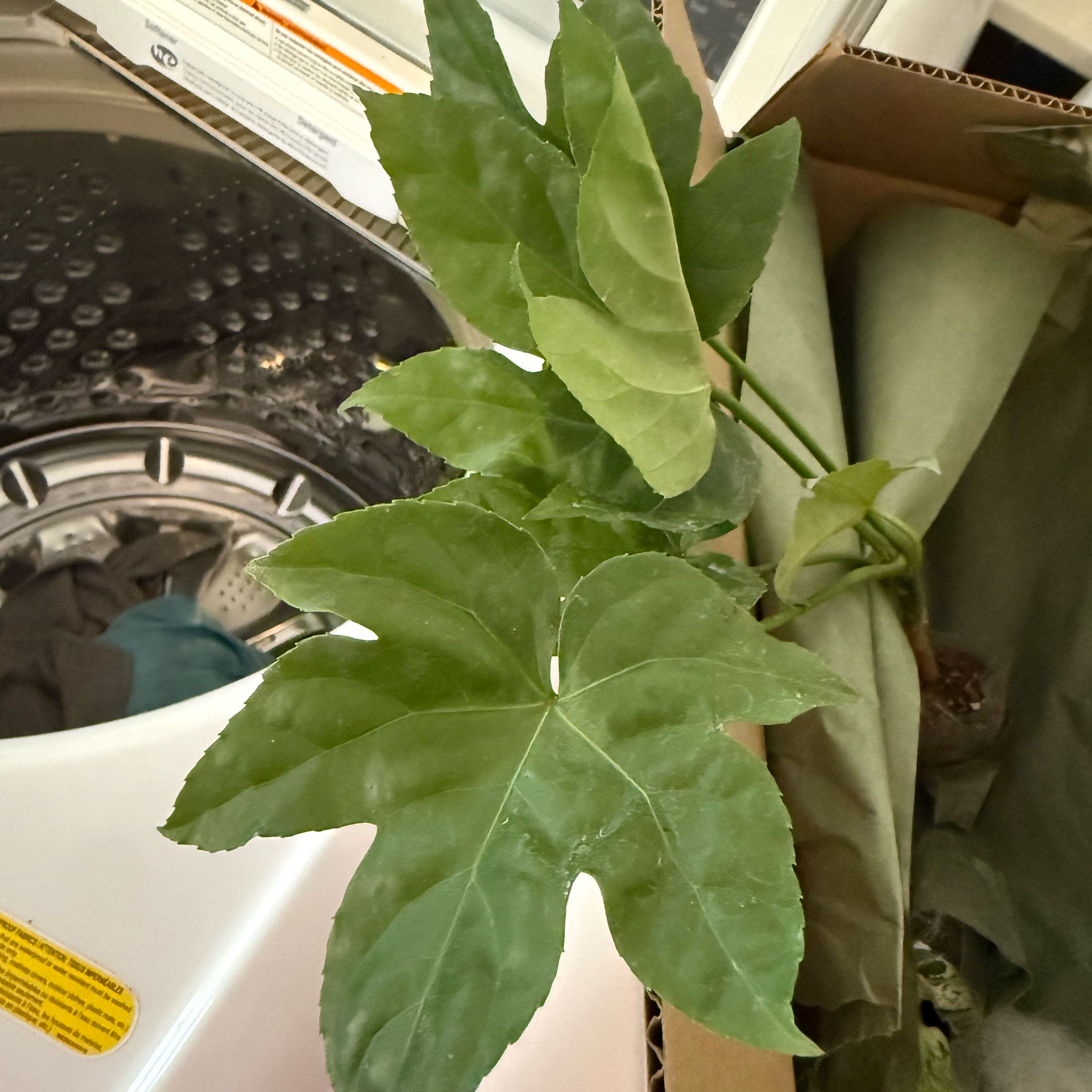 Photo of the plant species Fatsia Japonica Spider Web by @JackHenrysMom named Peter on Greg, the plant care app