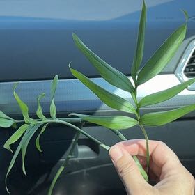 Photo of the plant species Monstera subpinnata by @JackHenrysMom named Penny on Greg, the plant care app