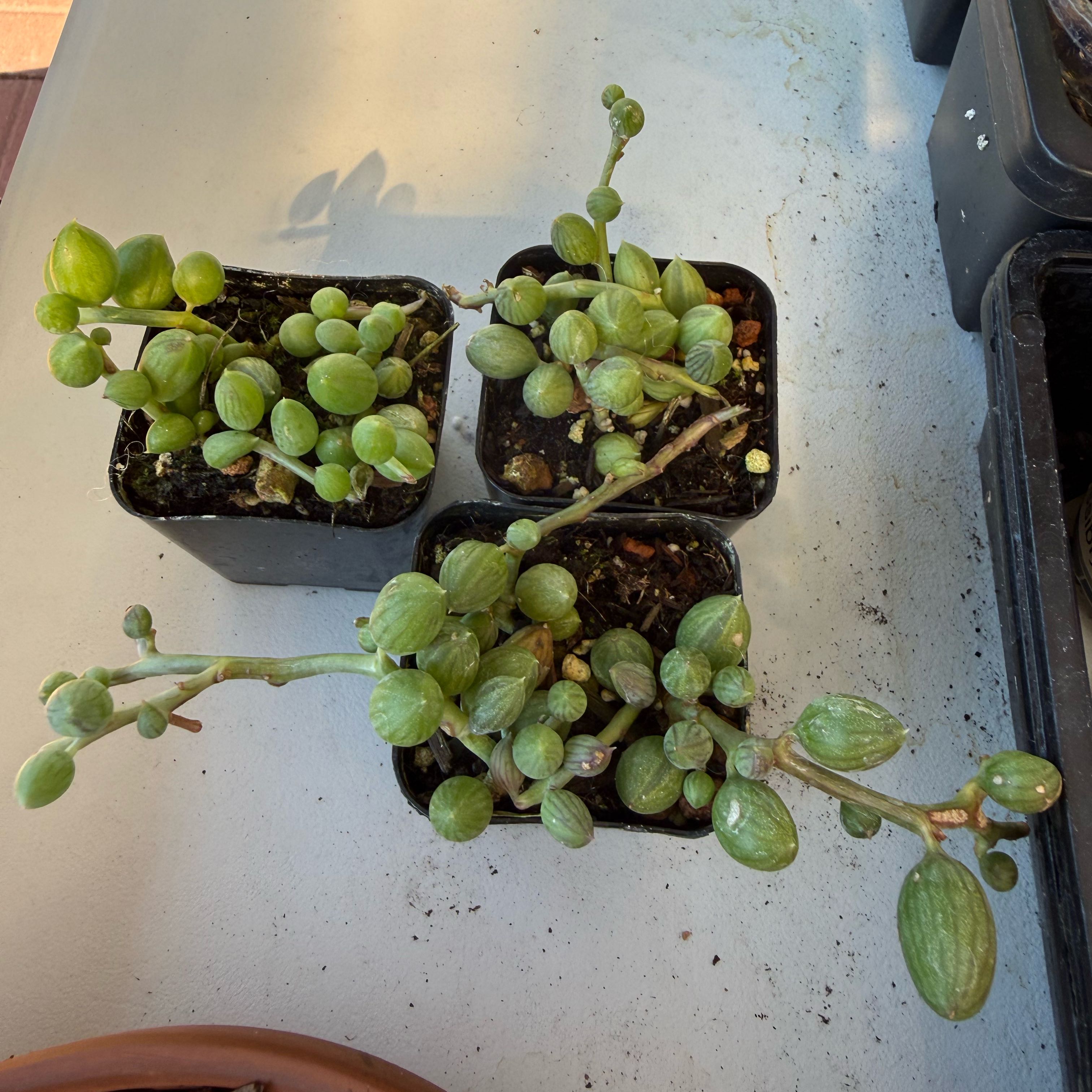 Photo of the plant species String of Watermelons by @JackHenrysMom named Juicy J on Greg, the plant care app