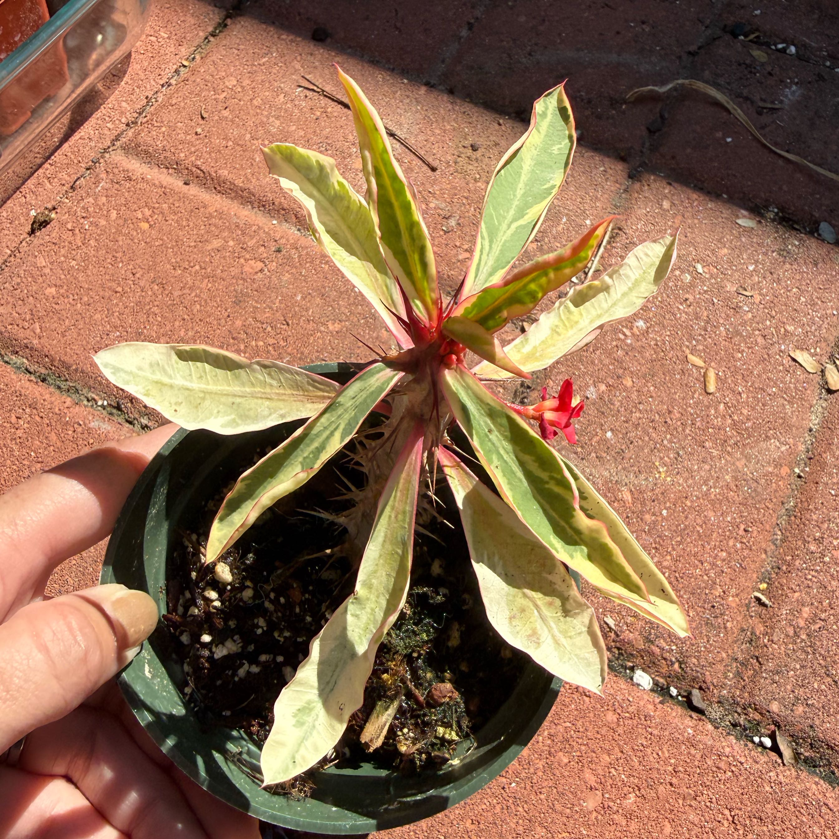 Photo of the plant species Euphorbia milii 'Variegata' by @JackHenrysMom named Boojie JC on Greg, the plant care app