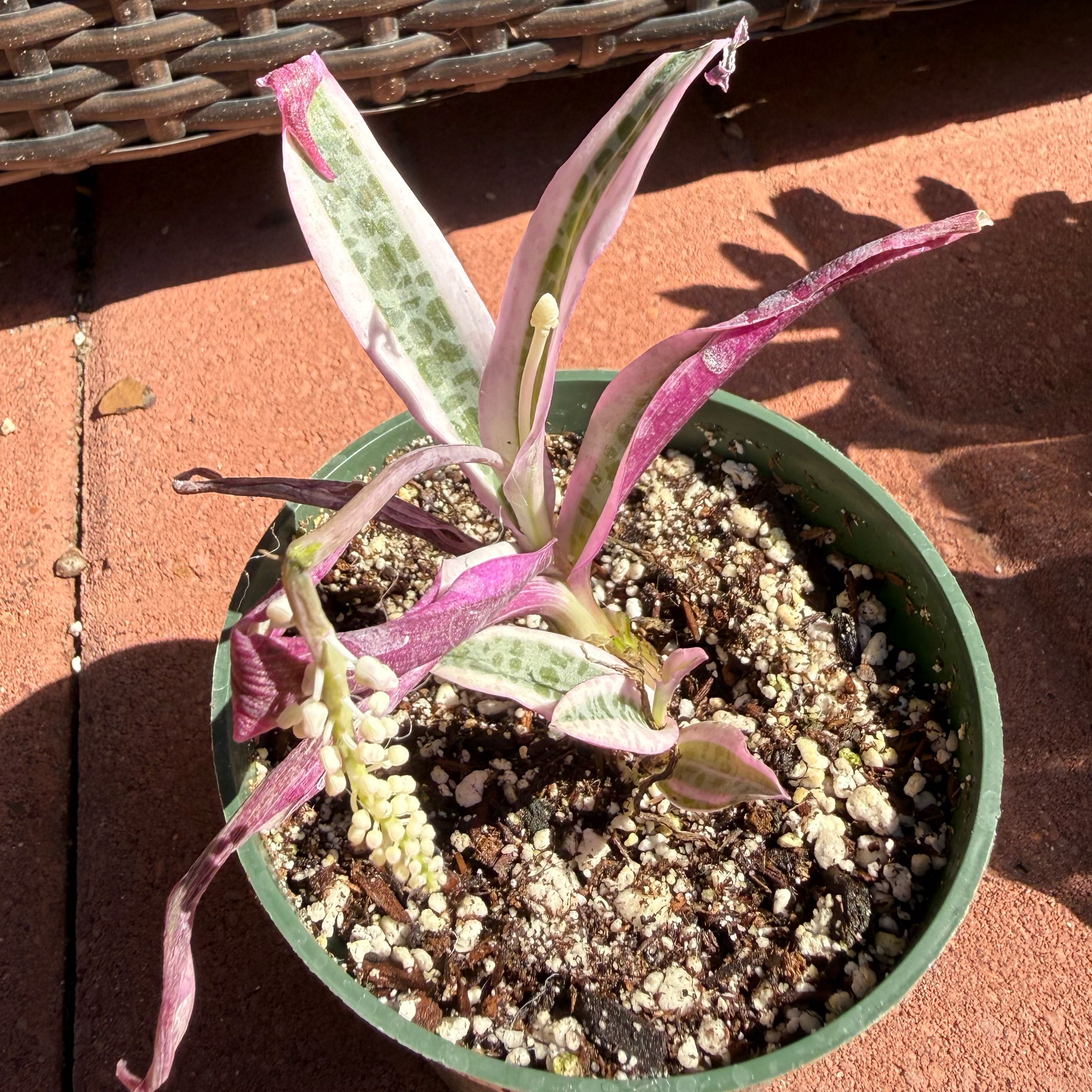 Photo of the plant species Variegated Silver Squill by @JackHenrysMom named Boojie Ronaldo on Greg, the plant care app