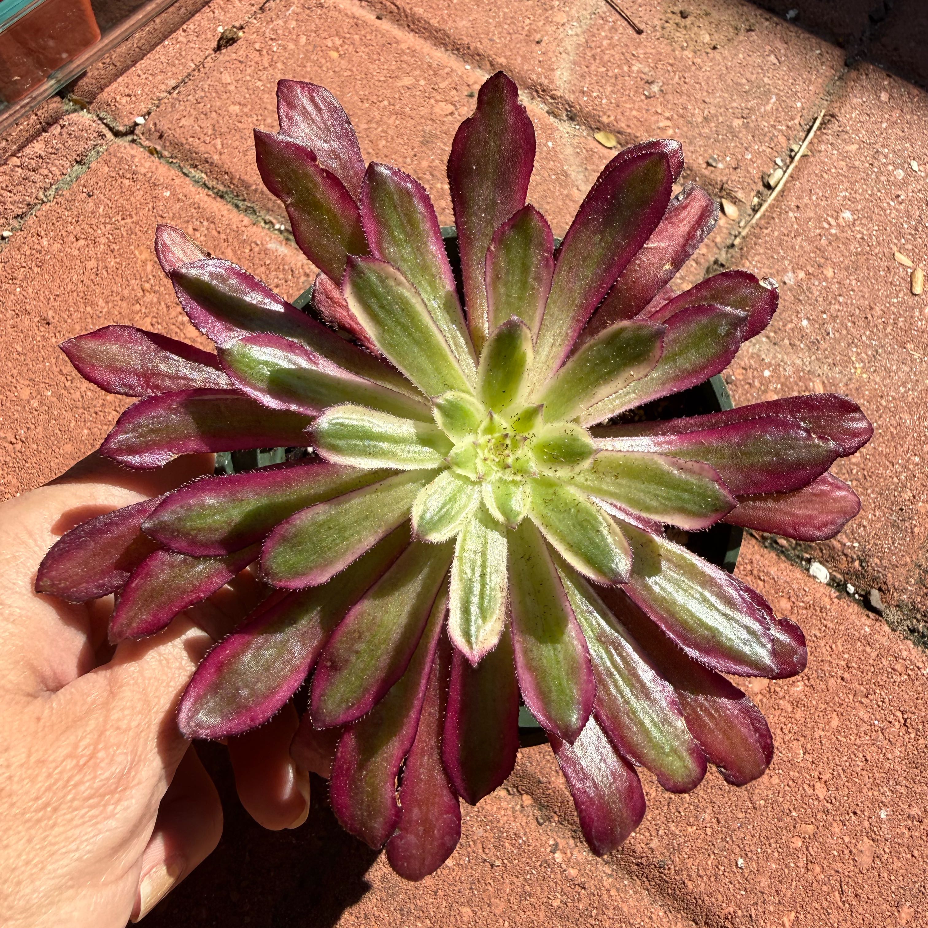 Photo of the plant species Aeonium 'Mardis Gras' by @JackHenrysMom named Mardi on Greg, the plant care app