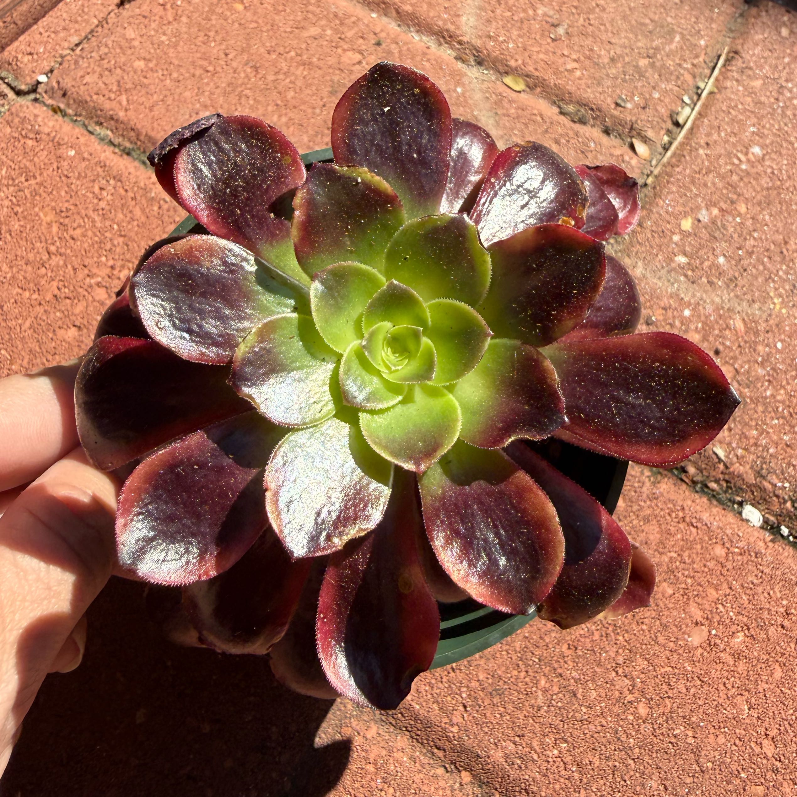 Photo of the plant species Super bang by @JackHenrysMom named Bang Bang on Greg, the plant care app