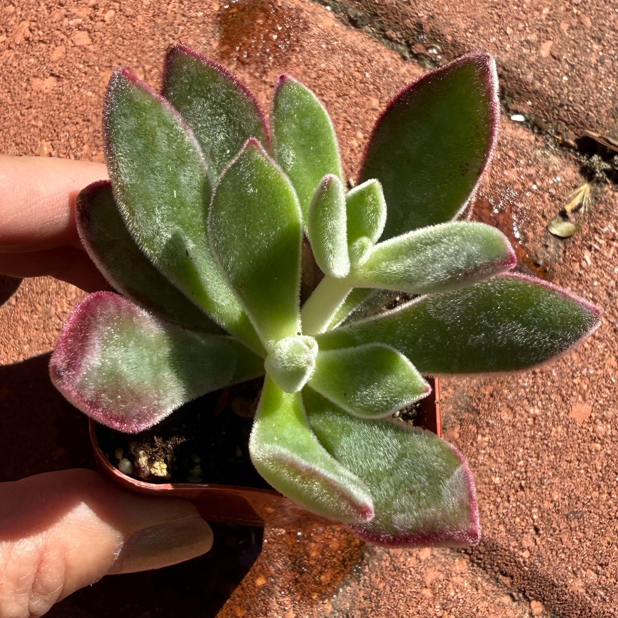 Photo of the plant species Plush Plant by @JackHenrysMom named Ruby Slippers on Greg, the plant care app