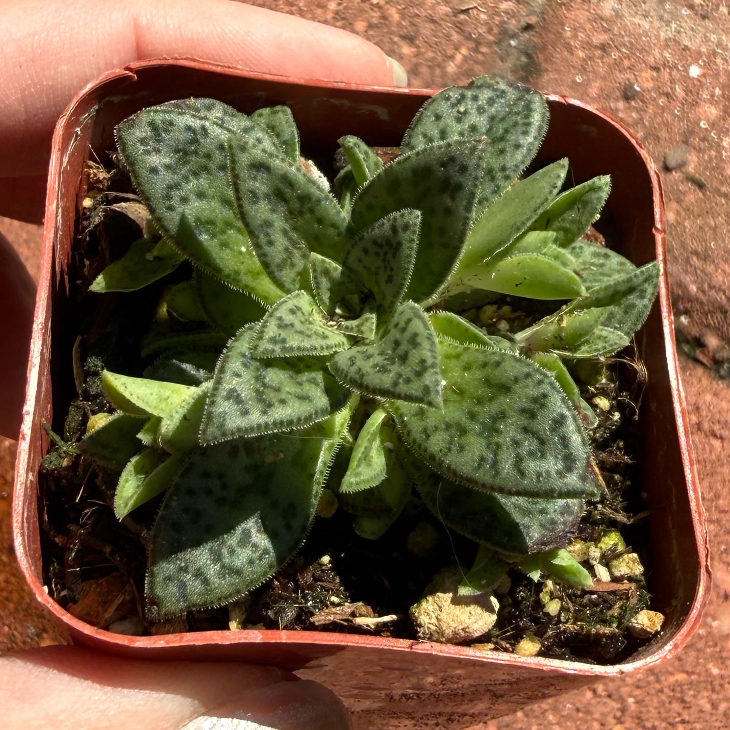 Photo of the plant species Tiger Jade by @JackHenrysMom named Tony on Greg, the plant care app